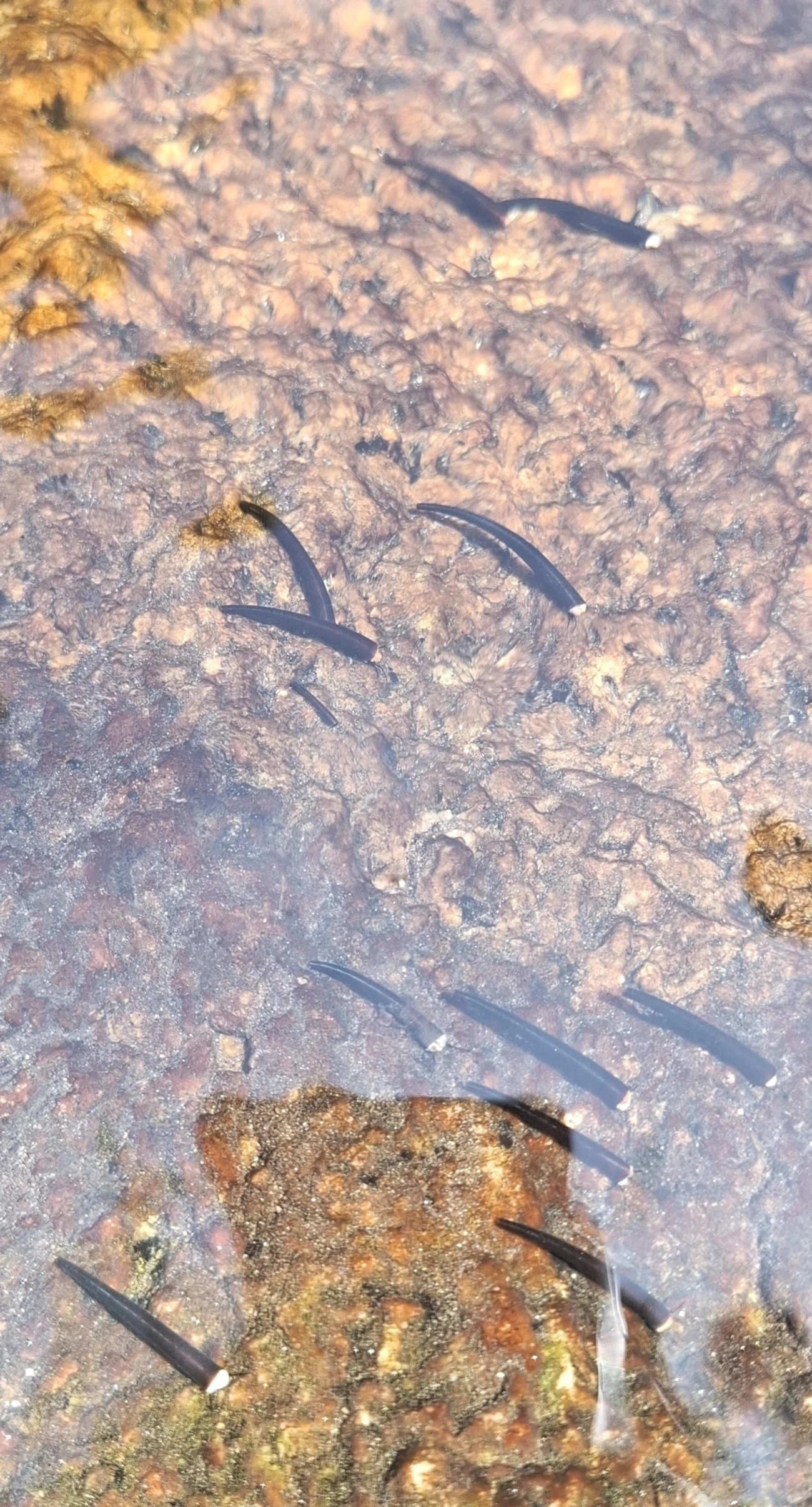 Crustáceos (Crustacea), crustáceos, fotografado em Bonete, Ilhabela