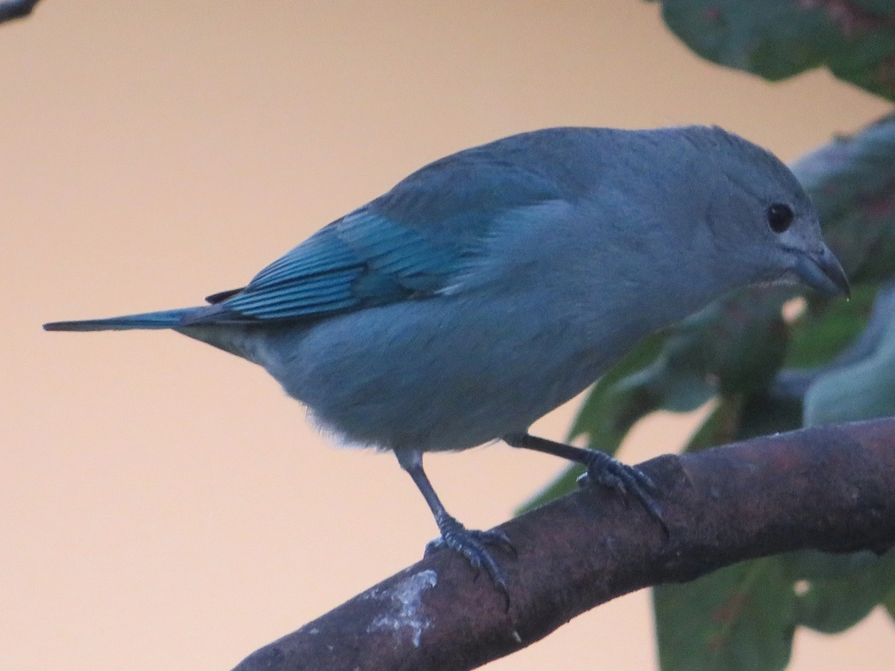 Sanhaço-cinzento (Thraupis sayaca), aves, fotografado em Maresias, São Sebastião