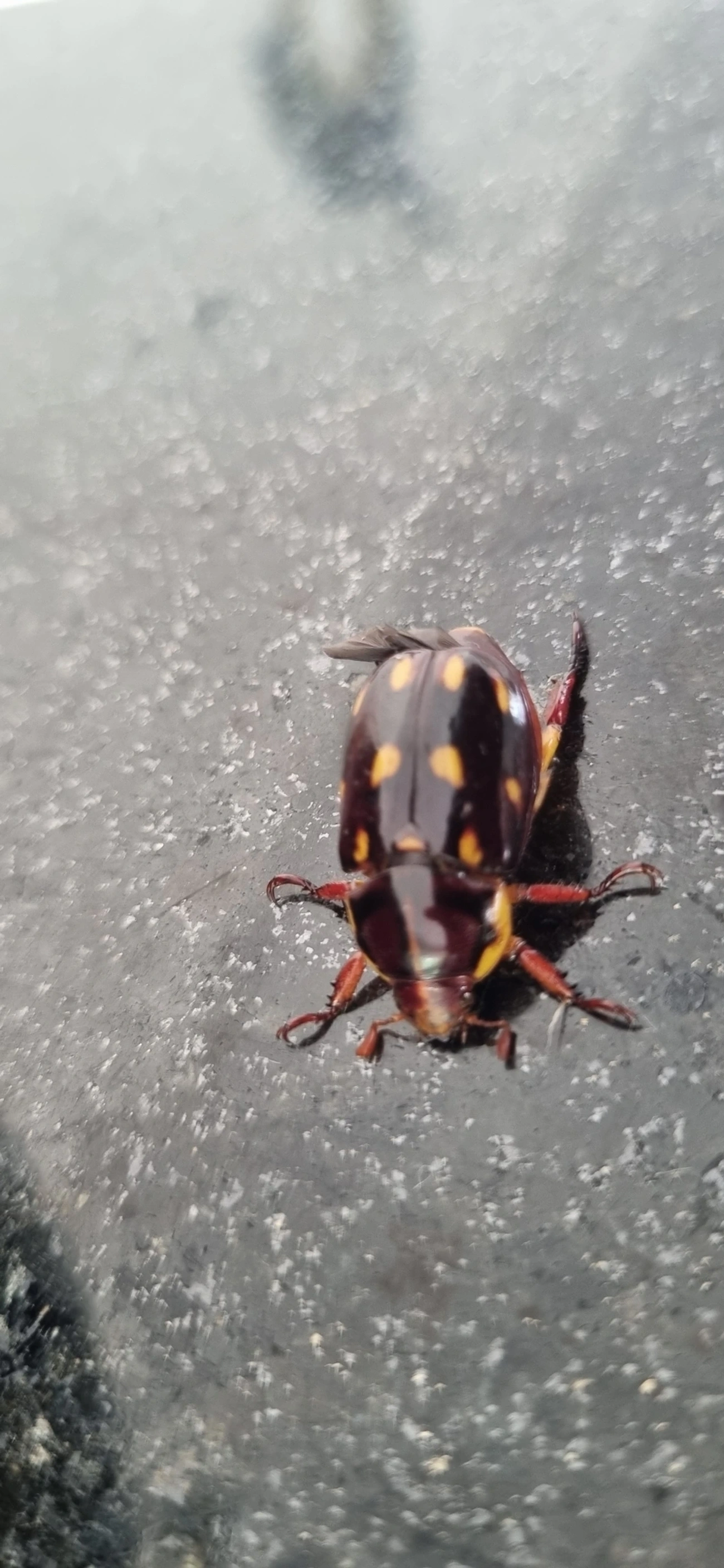 Pelidnota xanthospila, insetos, fotografado em Maresias, São Sebastião