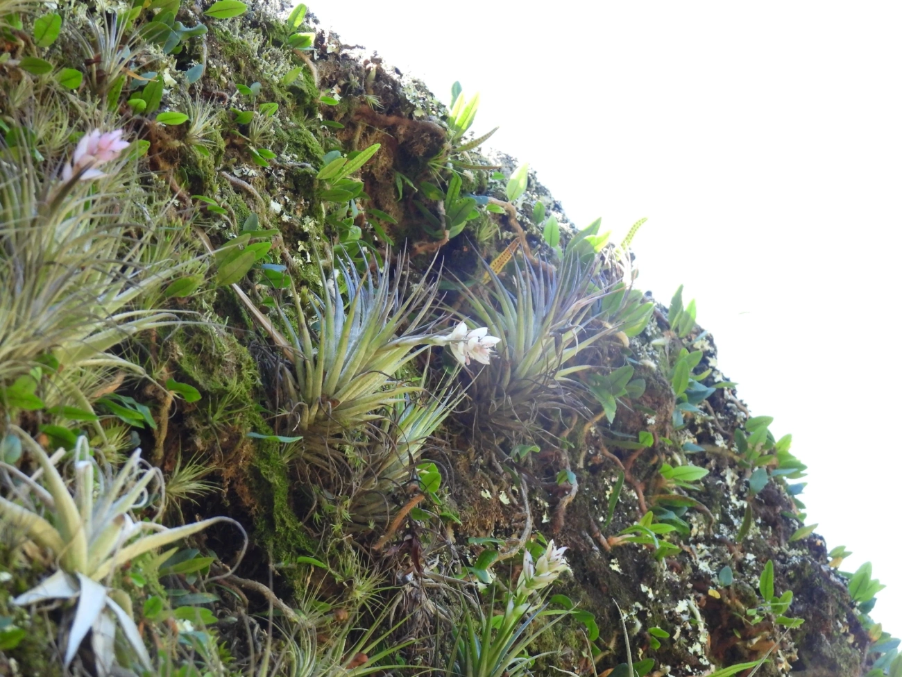 Cravo-do-mato (Tillandsia stricta), plantas, fotografado em Perequê, Ilhabela