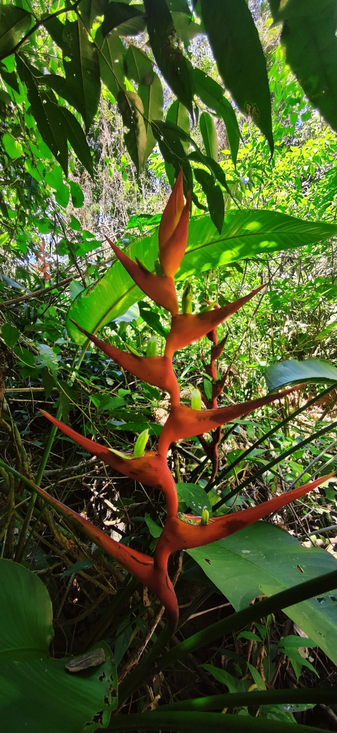Helicônia-asa-de-arara (Heliconia latispatha), plantas, fotografado em Maresias, São Sebastião