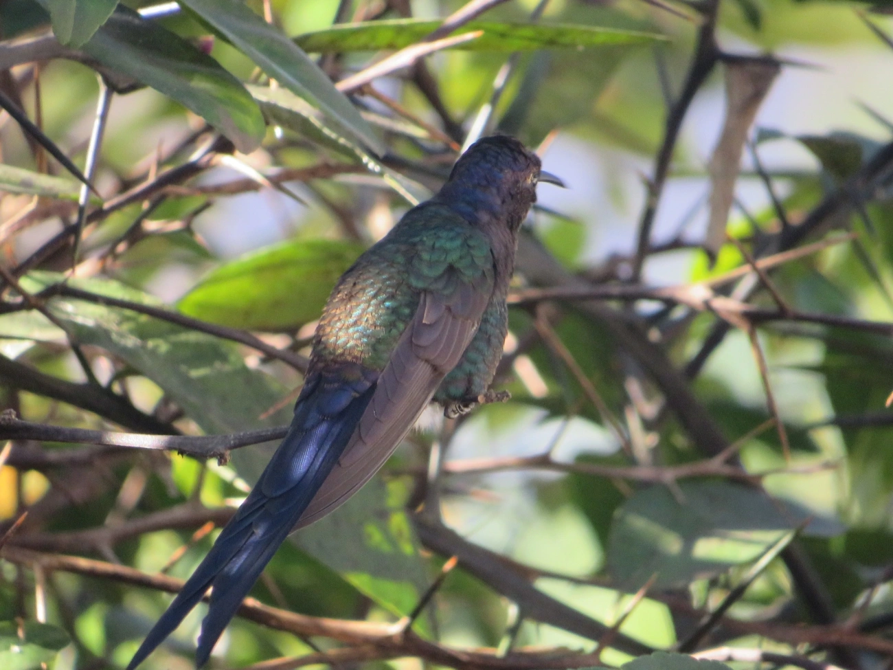 Beija-flor-tesoura (Eupetomena macroura), aves, fotografado em Indaiá, Caraguatatuba