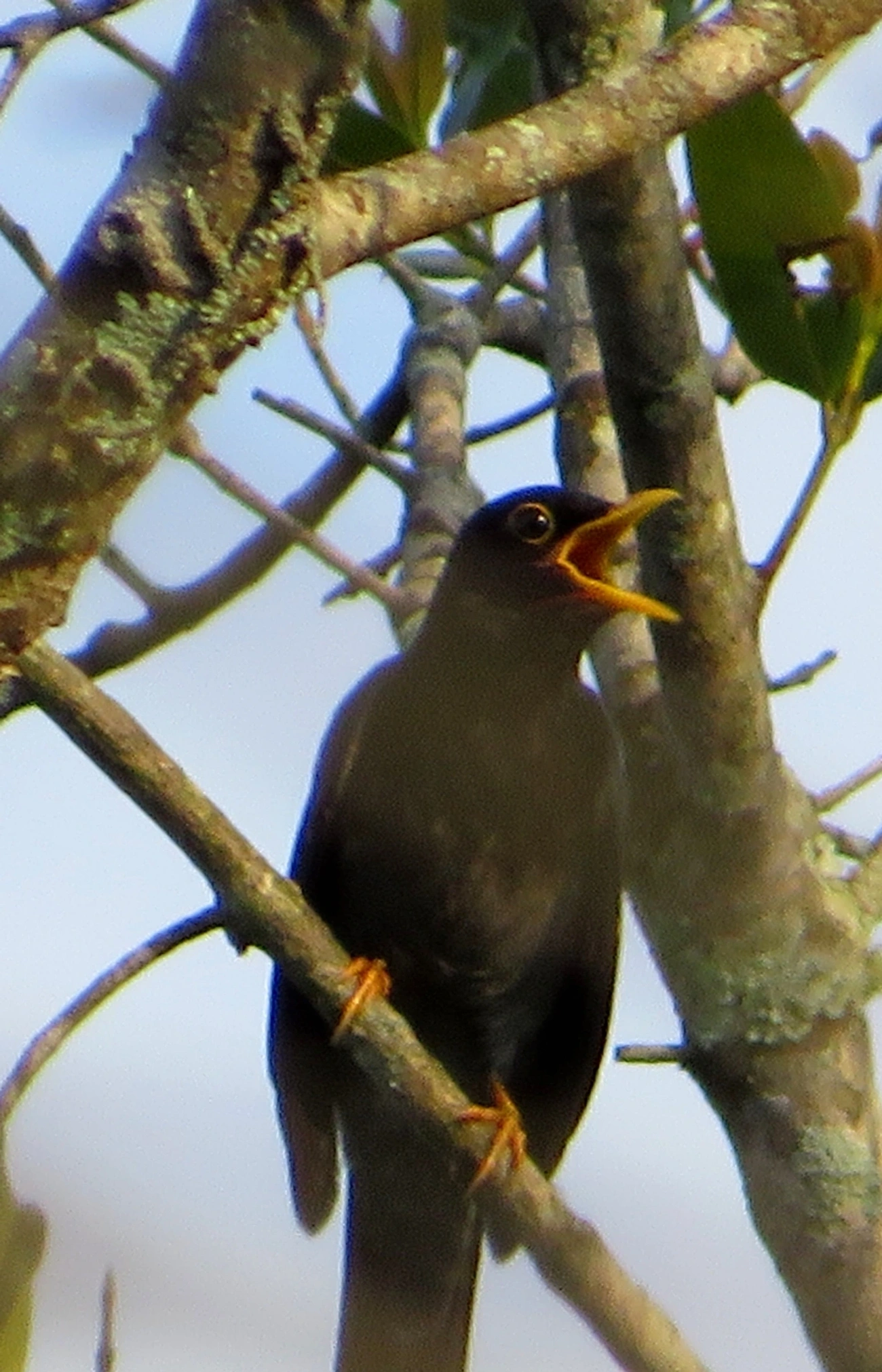 Sabiá-una (Turdus flavipes), aves, fotografado em Maresias, São Sebastião