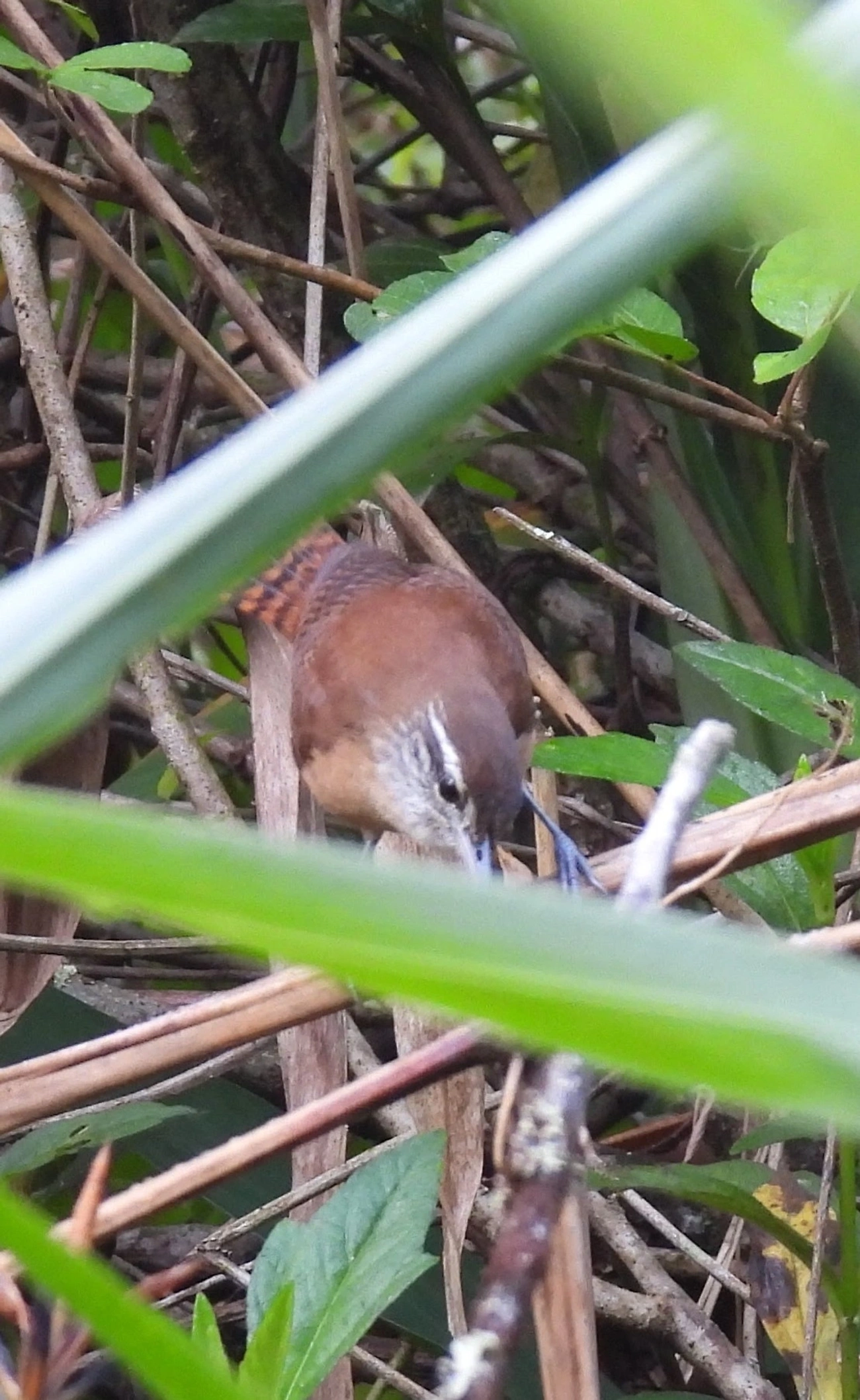 Garrinchão-de-bico-grande (Cantorchilus longirostris), aves, fotografado em Maresias, São Sebastião