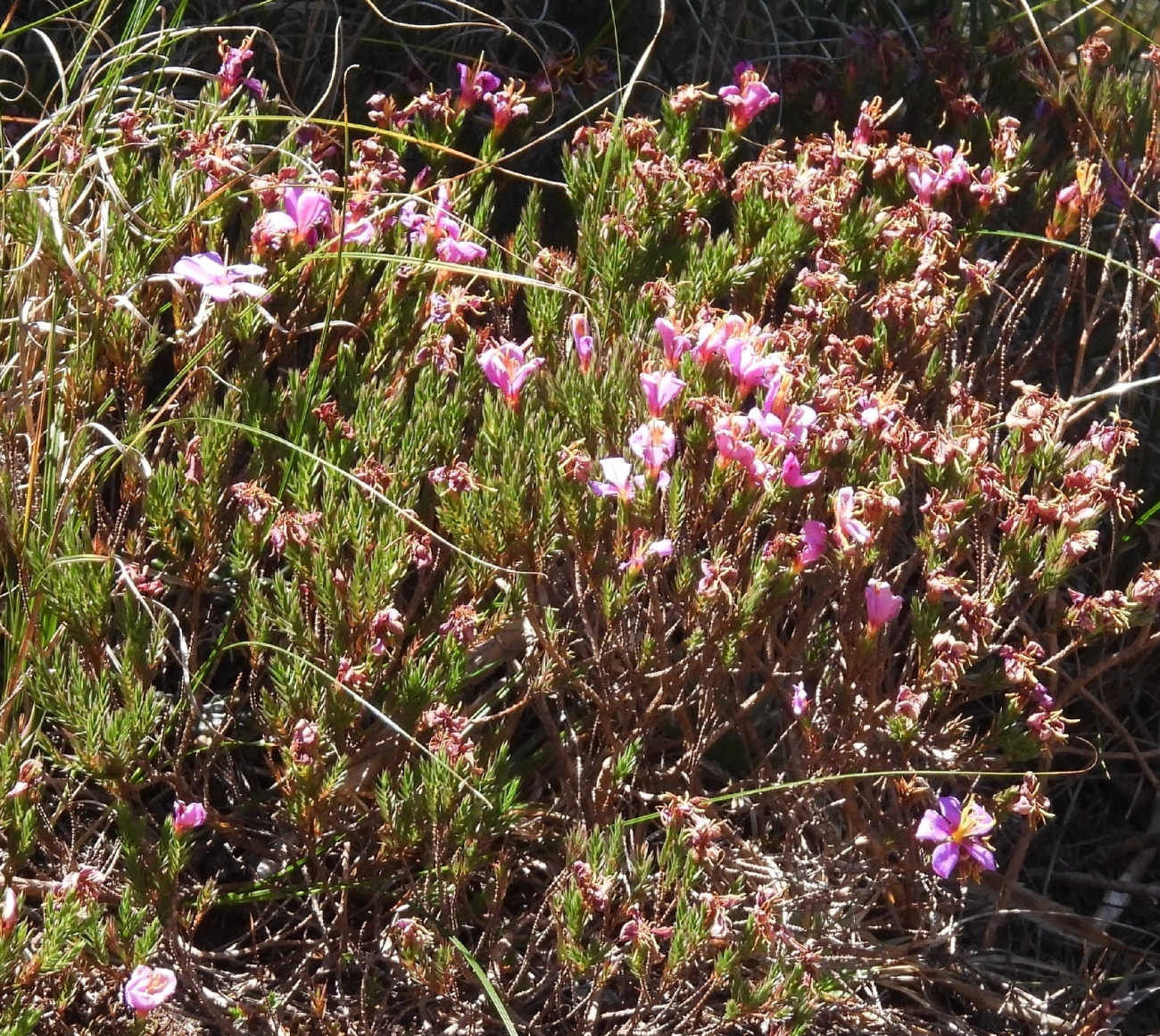 Microlicieae, plantas, fotografado em Engenheiro Passos