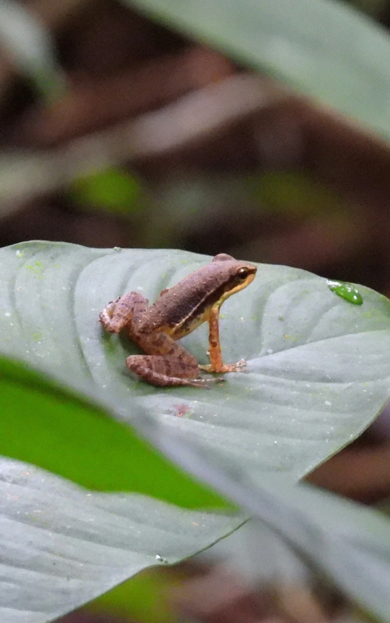 Crossodactylus, anfíbios, fotografado em Maresias, São Sebastião
