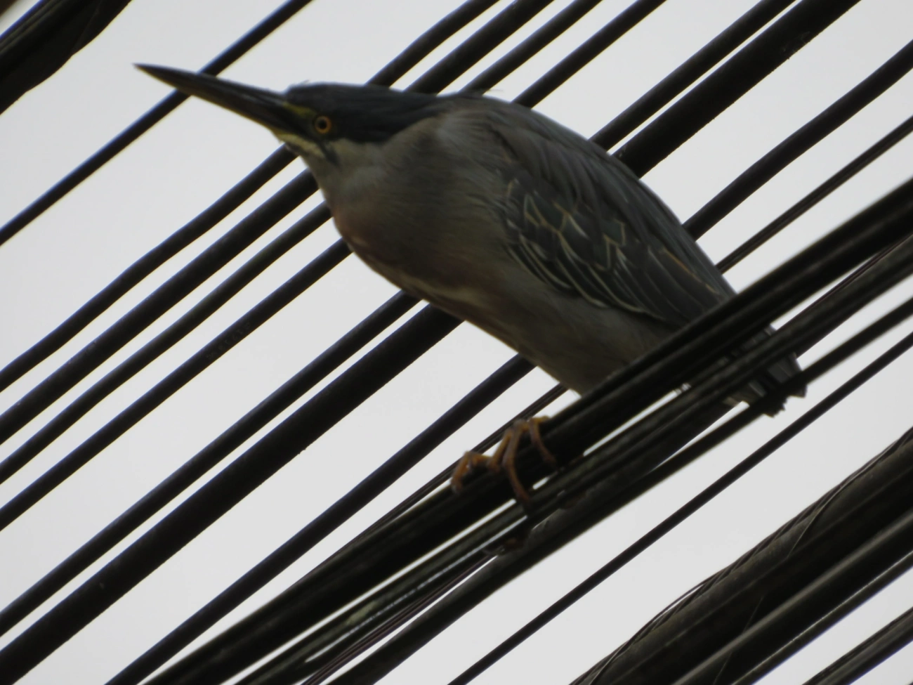 Socozinho (Butorides striata), aves, fotografado em Maresias, São Sebastião