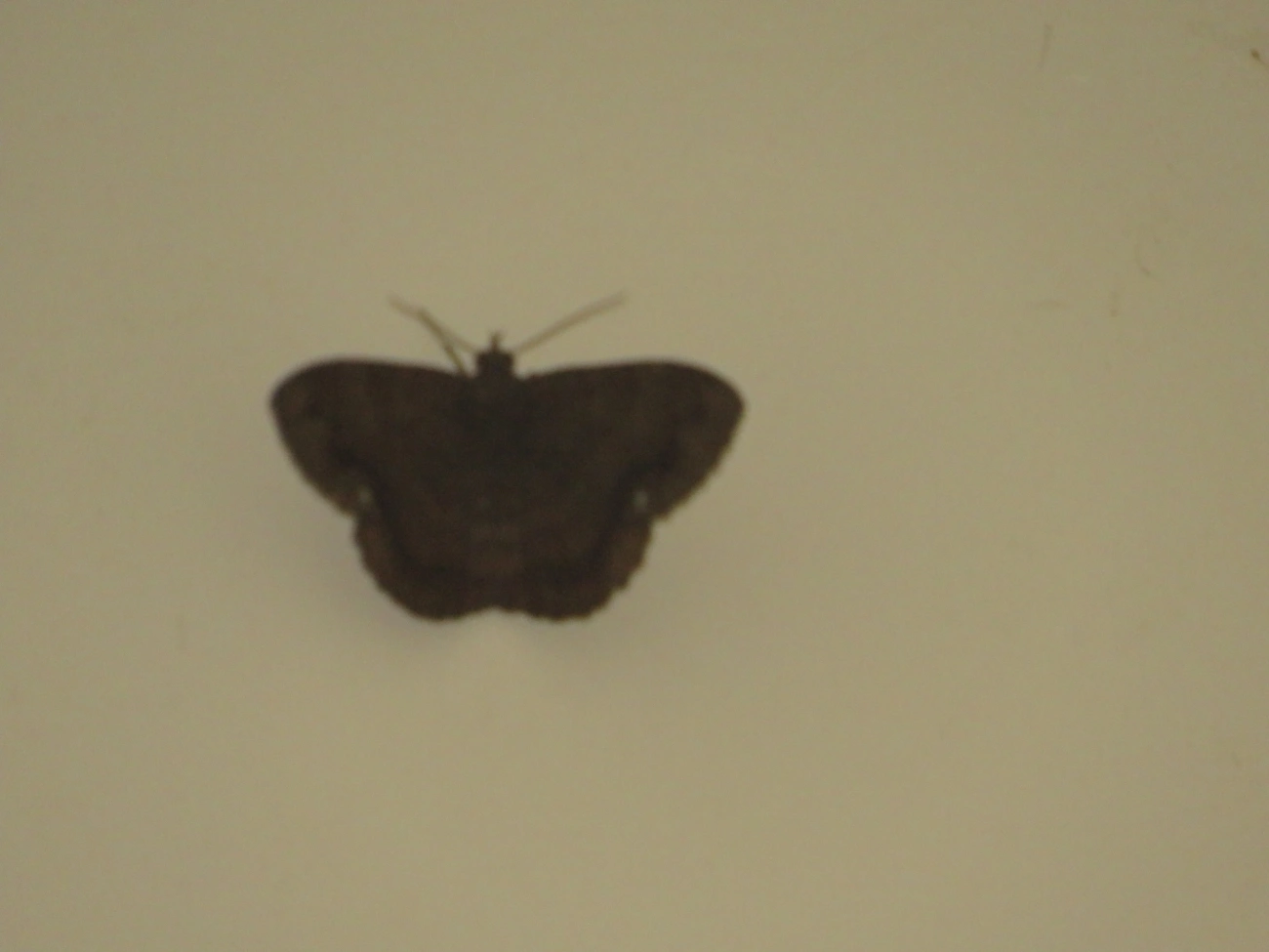 Borboletas e traças (Lepidoptera), insetos, fotografado em Maresias, São Sebastião