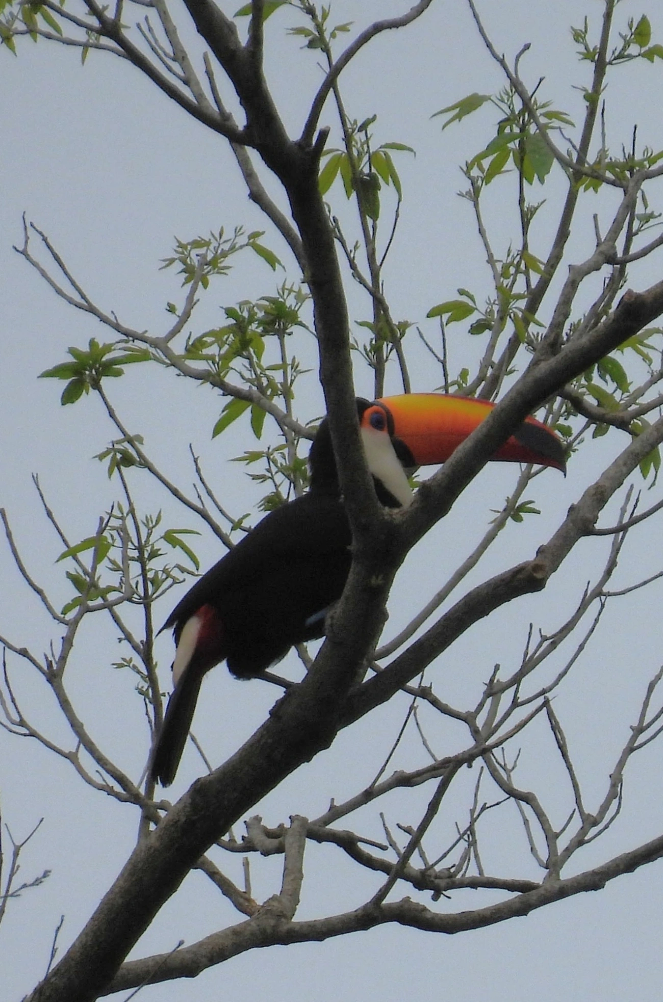 Tucano-toco (Ramphastos toco), aves, fotografado em Perequê, Ilhabela