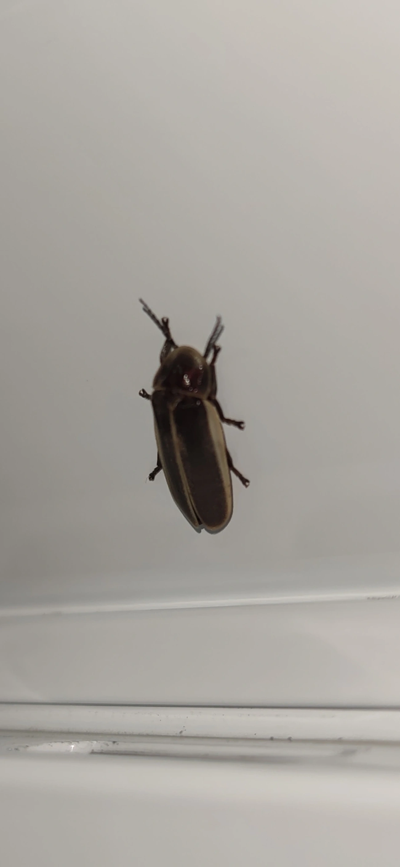 Pirilampos (Lampyridae), insetos, fotografado em Maresias, São Sebastião
