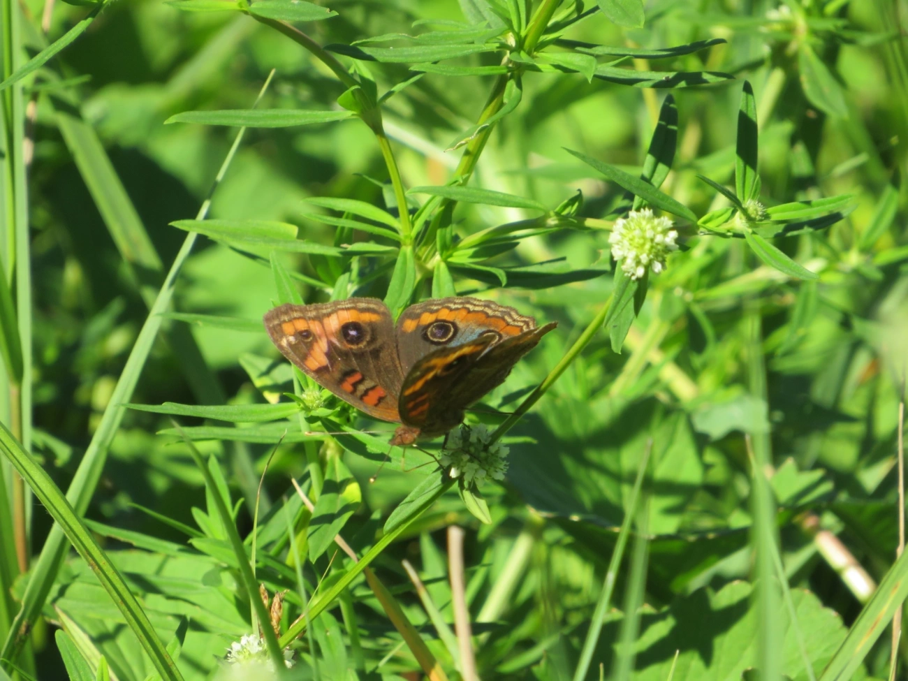 Borboleta-Olho-de-Pavão-Diurno (Junonia evarete), insetos, fotografado em Maresias, São Sebastião