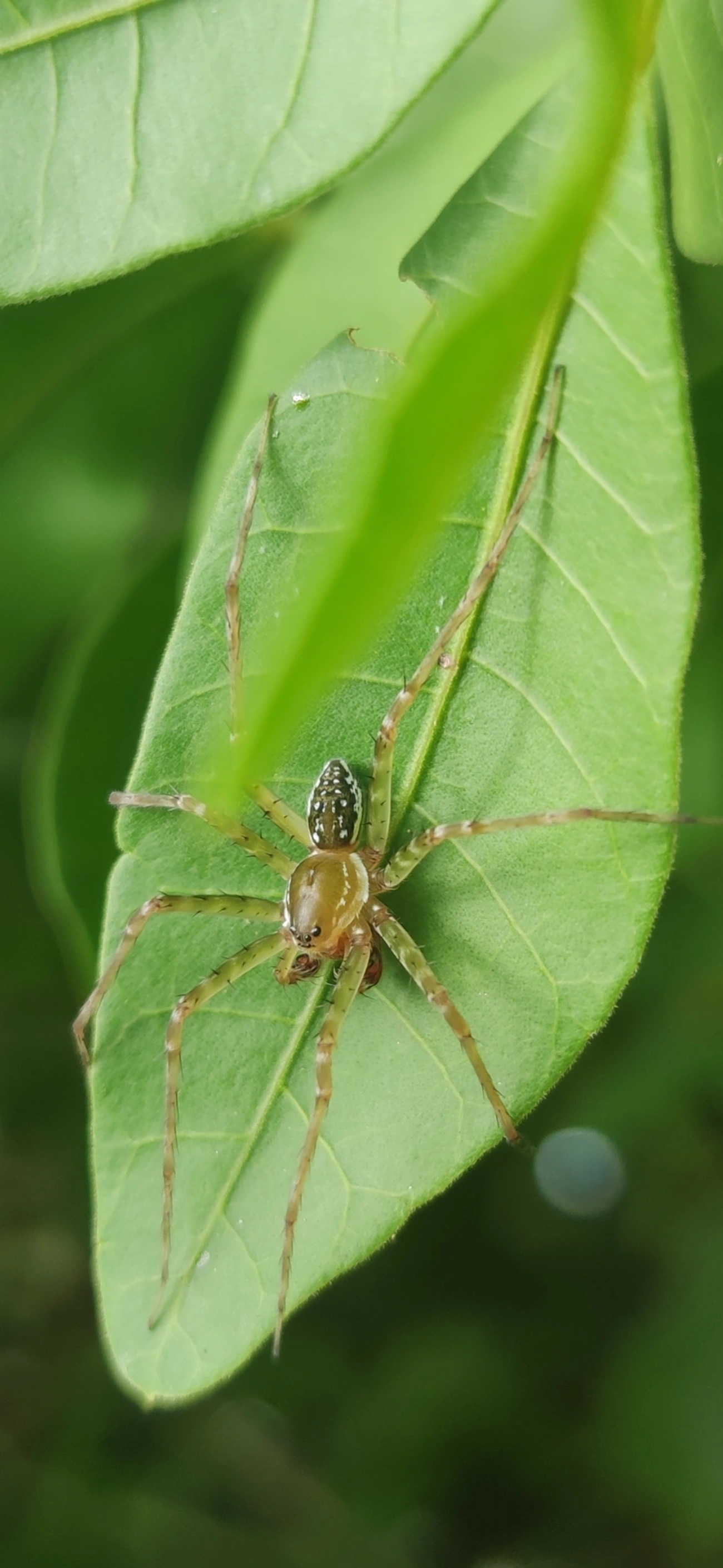 Thaumasia, aracnídeos, fotografado em Maresias, São Sebastião