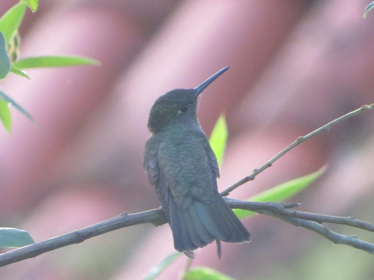 Beija-flor-cinza (Eupetomena cirrochloris), aves, fotografado em Maresias, São Sebastião