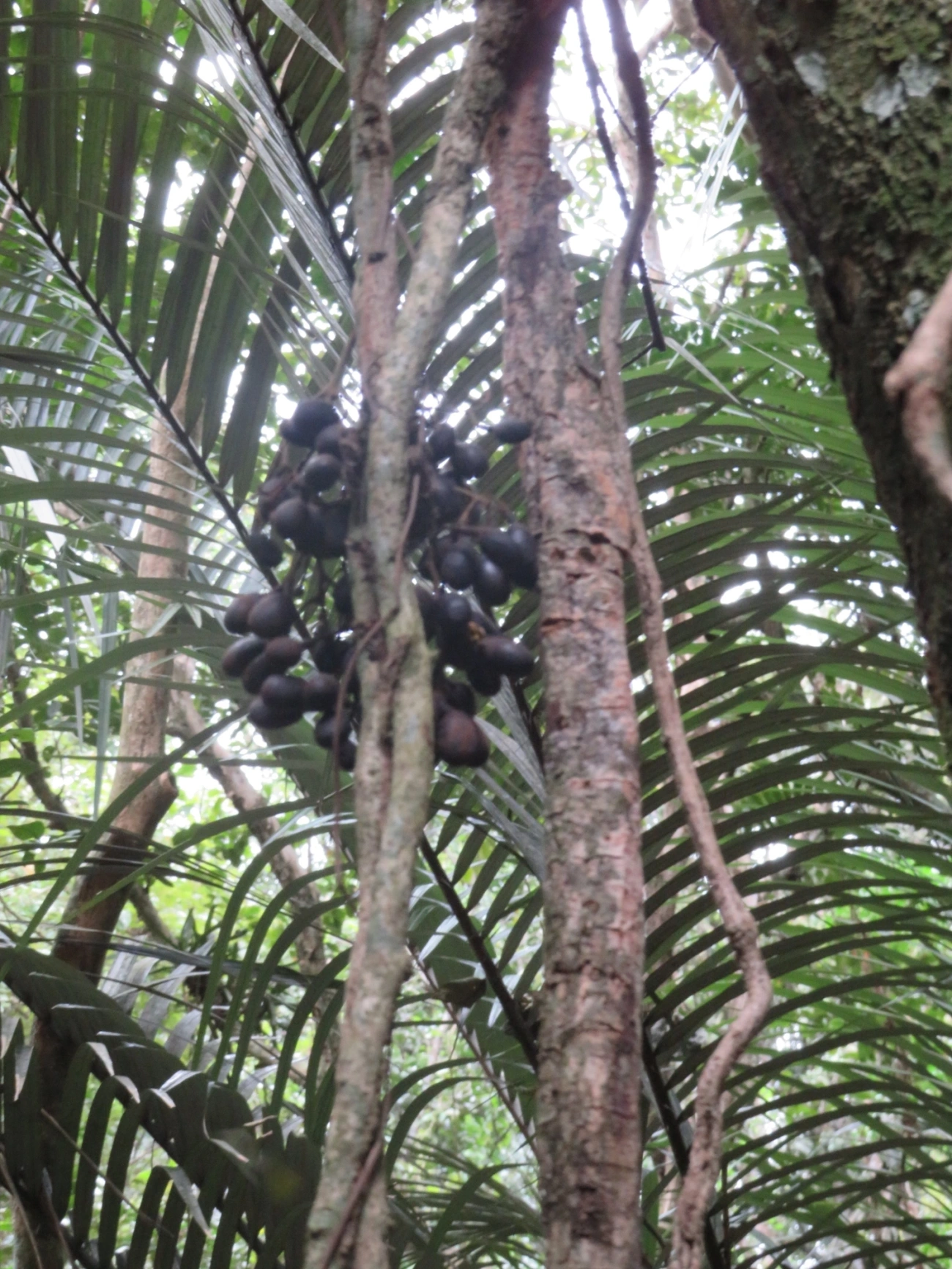 Plantas (Plantae), plantas, fotografado em Paúba, São Sebastião