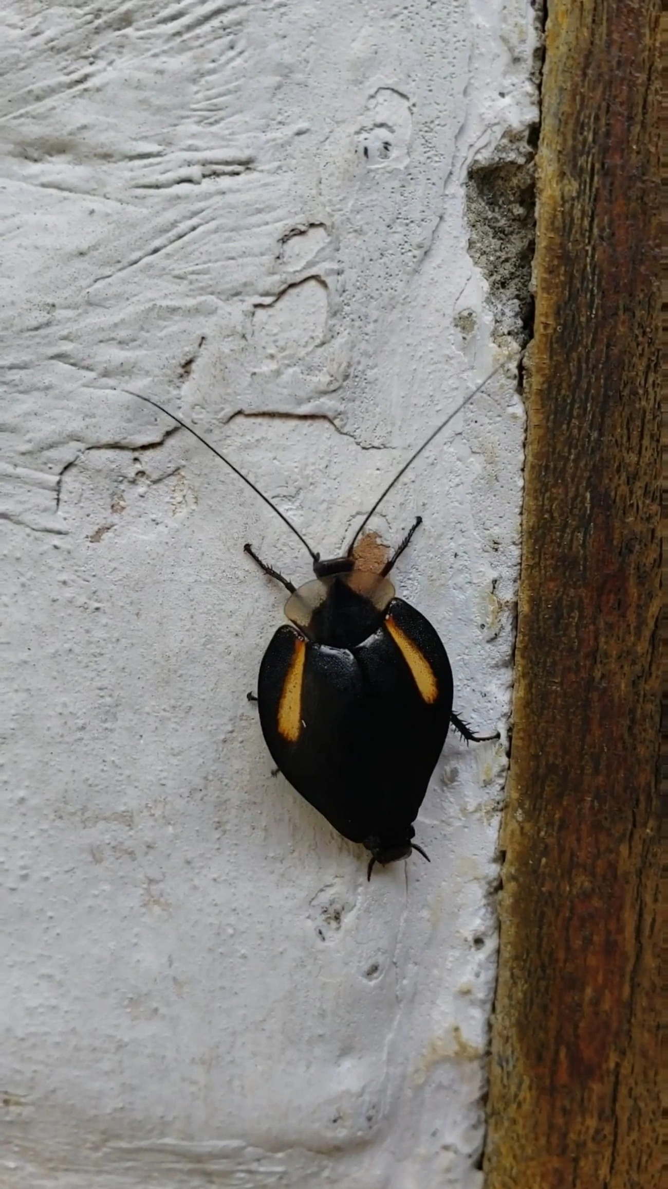 Phoraspis, insetos, fotografado em São Francisco Xavier