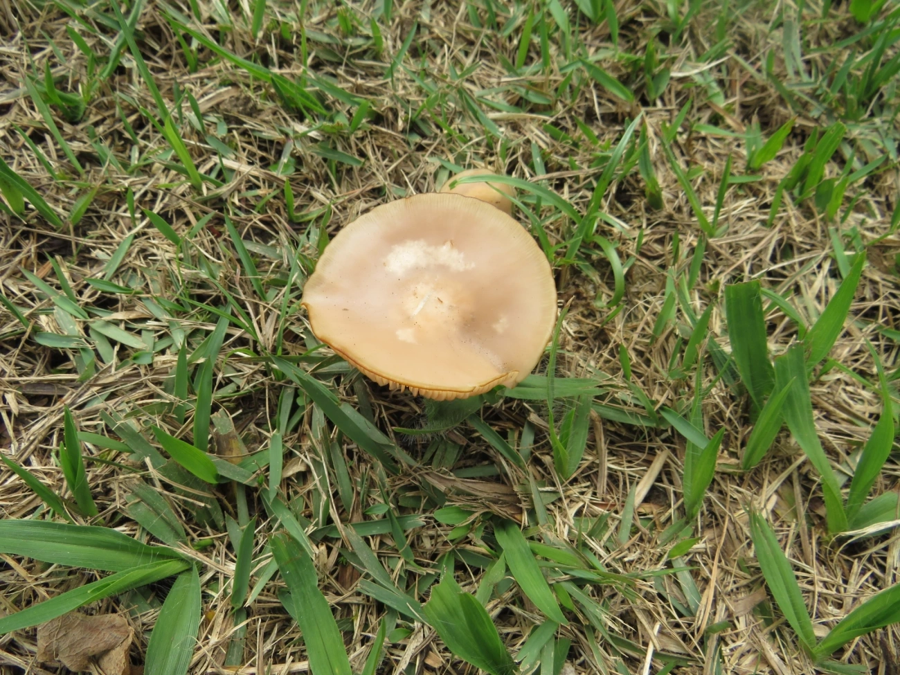 Cogumelos Lamelados (Agaricales), fungos, fotografado em Maresias, São Sebastião