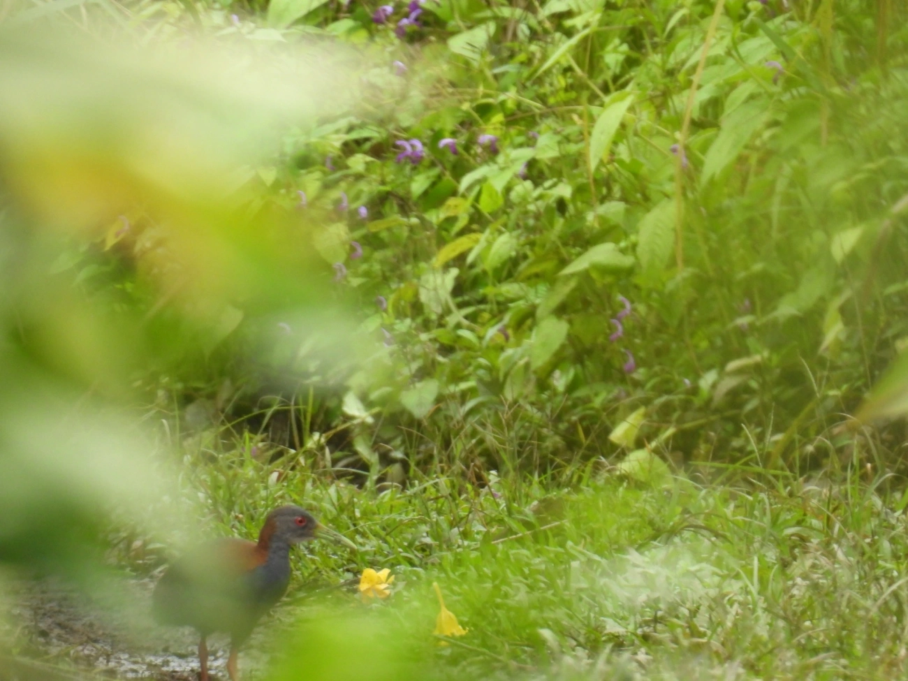 Saracura-do-mato (Aramides saracura), aves, fotografado em Maresias, São Sebastião