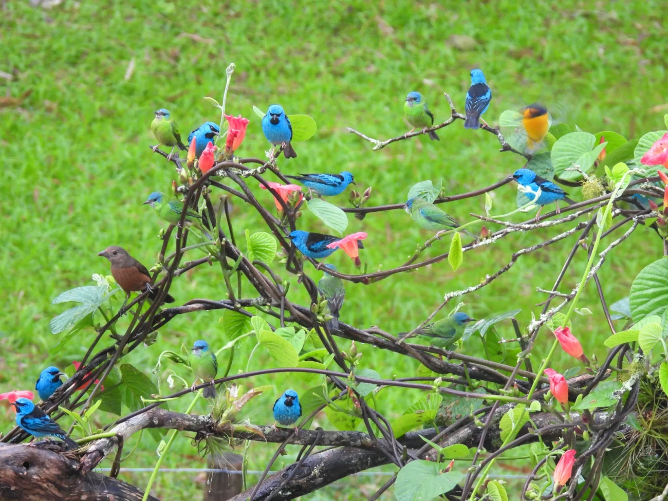 Saí-azul (Dacnis cayana), aves, fotografado em Maresias, São Sebastião
