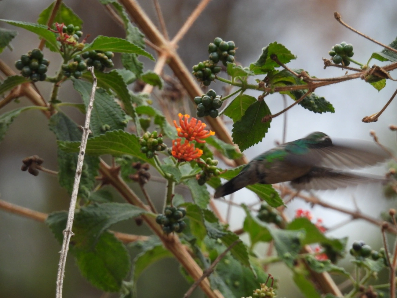 Besourinho-de-bico-vermelho (Chlorostilbon lucidus), aves, fotografado em Itamonte