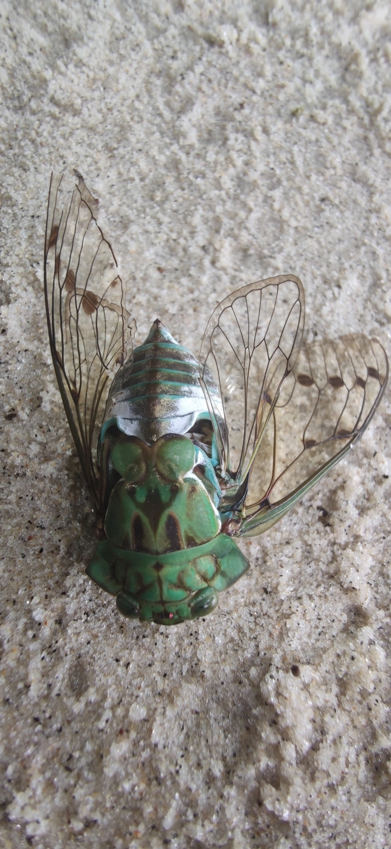 Cigarra-verde (Zammara tympanum), insetos, fotografado em Maresias, São Sebastião