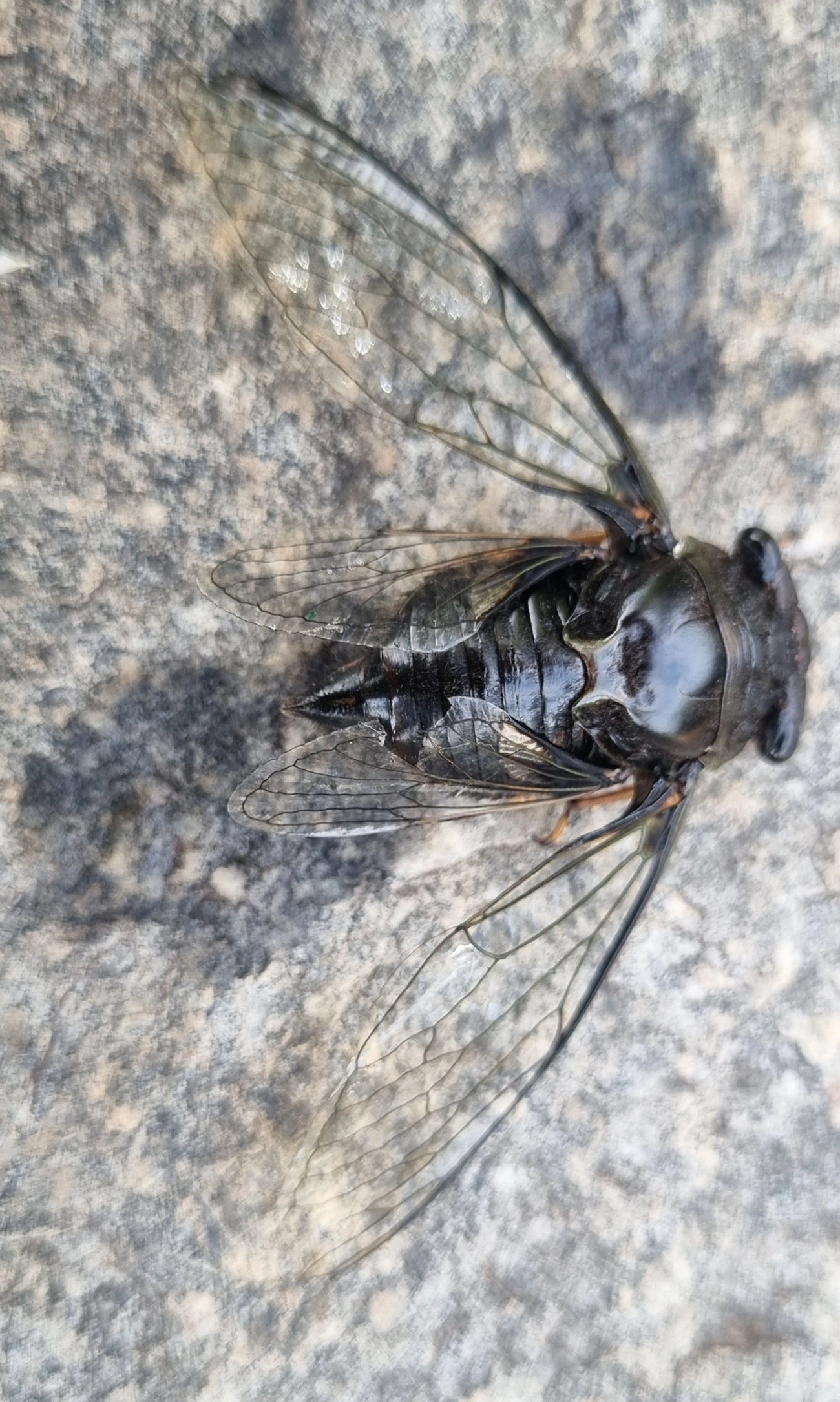 Cigarras típicas (Cicadidae), insetos, fotografado em Itu