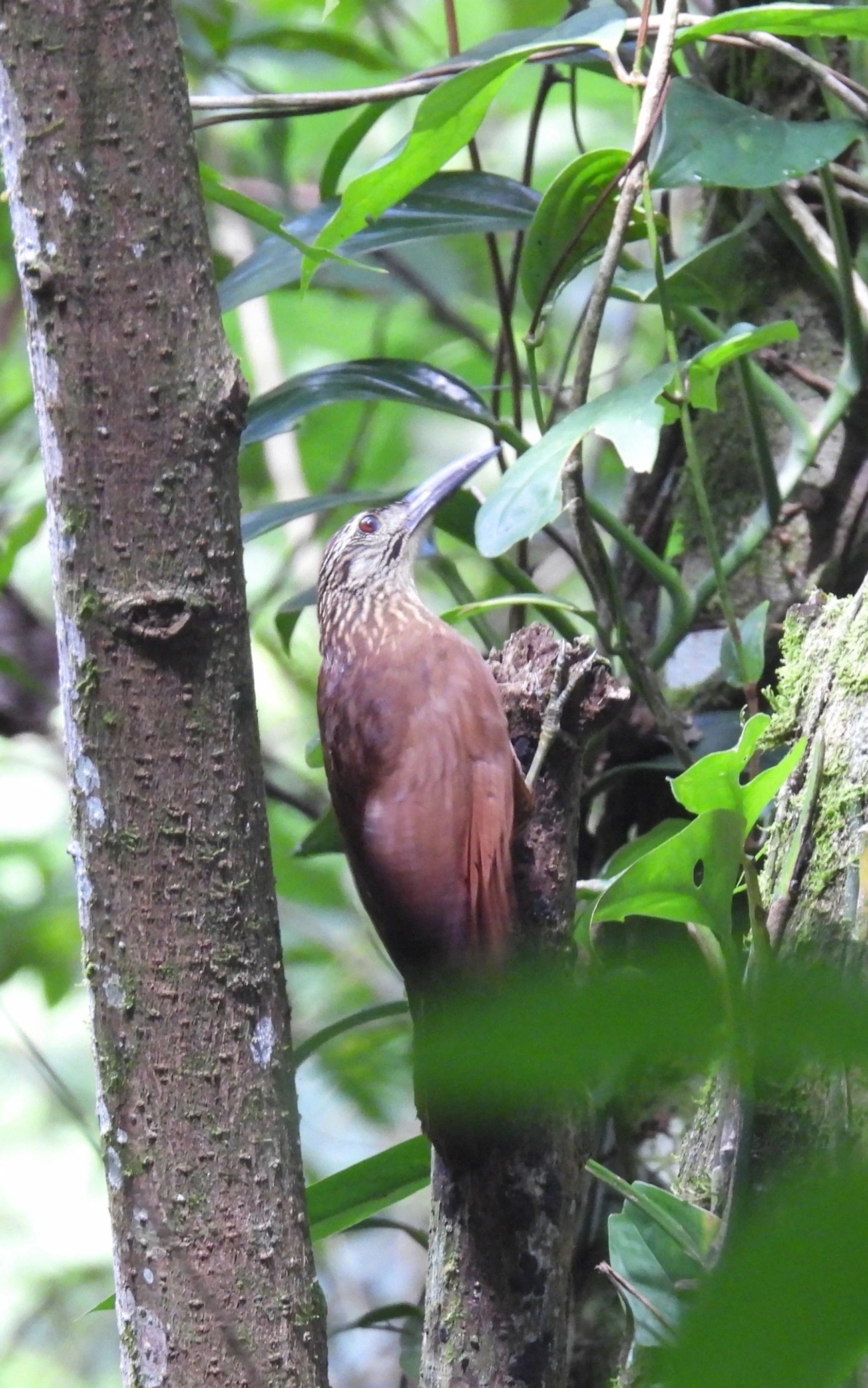Arapaçu-de-garganta-branca (Xiphocolaptes albicollis), aves, fotografado em Paúba, São Sebastião