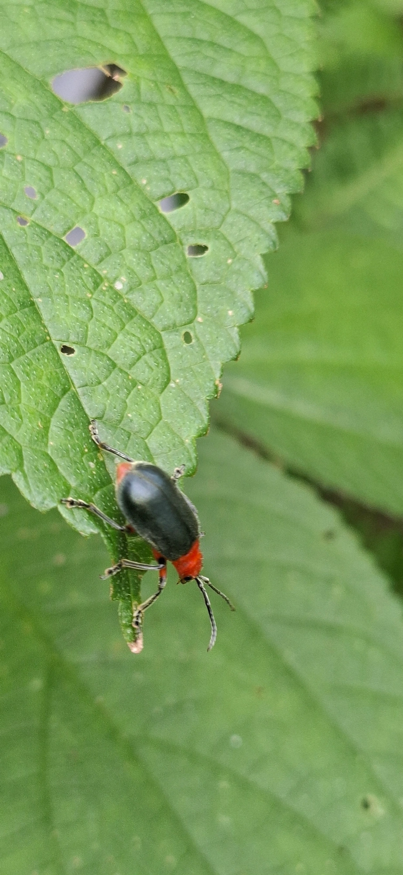 Besouro-da-embaúba (Coelomera lanio), insetos, fotografado em Paúba, São Sebastião