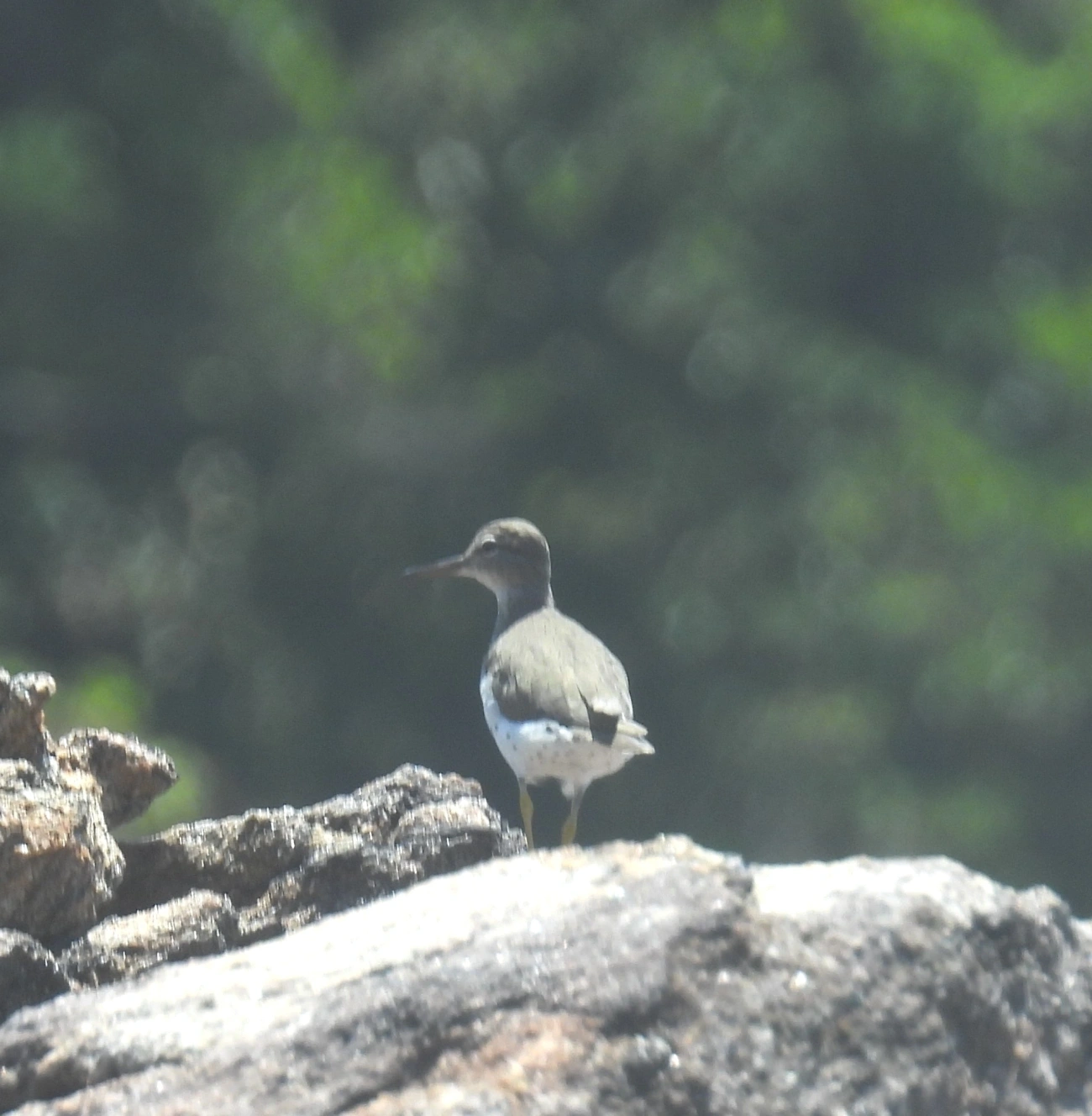 Maçarico-pintado (Actitis macularius), aves, fotografado em Maresias, São Sebastião