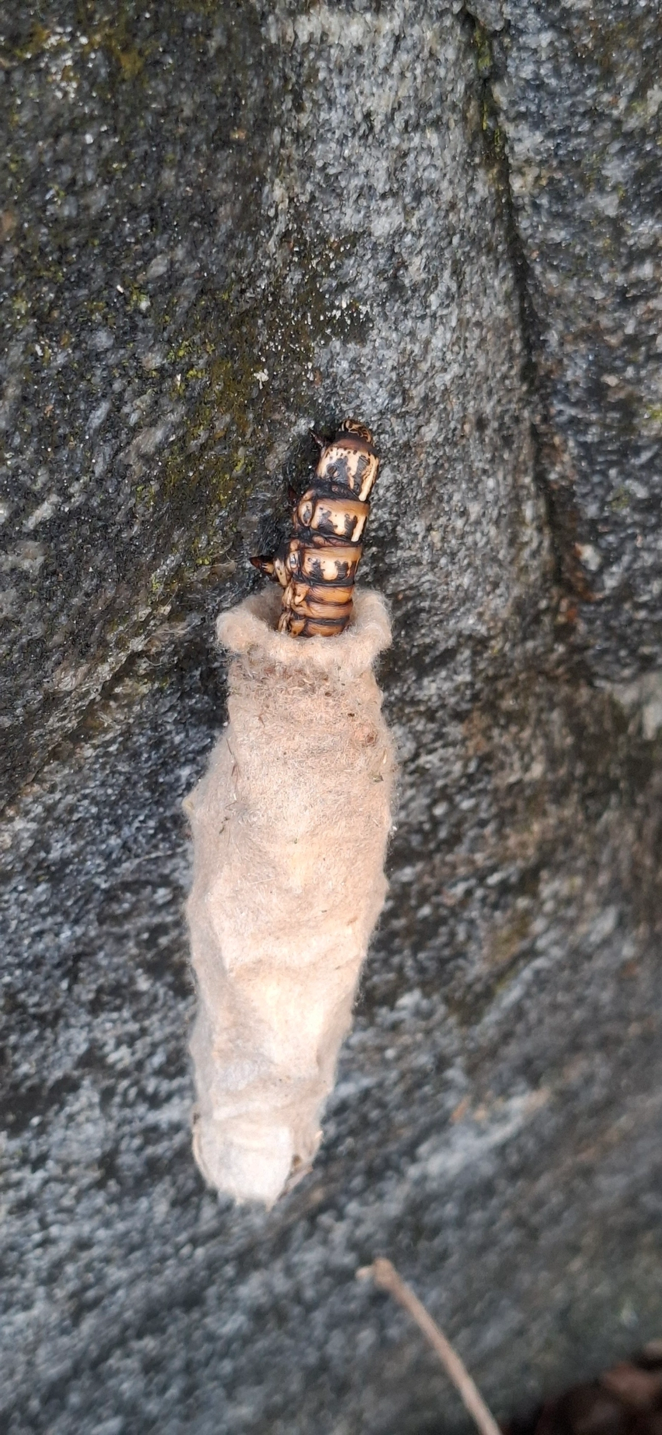 Bicho-do-cesto (Oiketicus kirbyi), insetos, fotografado em Maresias, São Sebastião