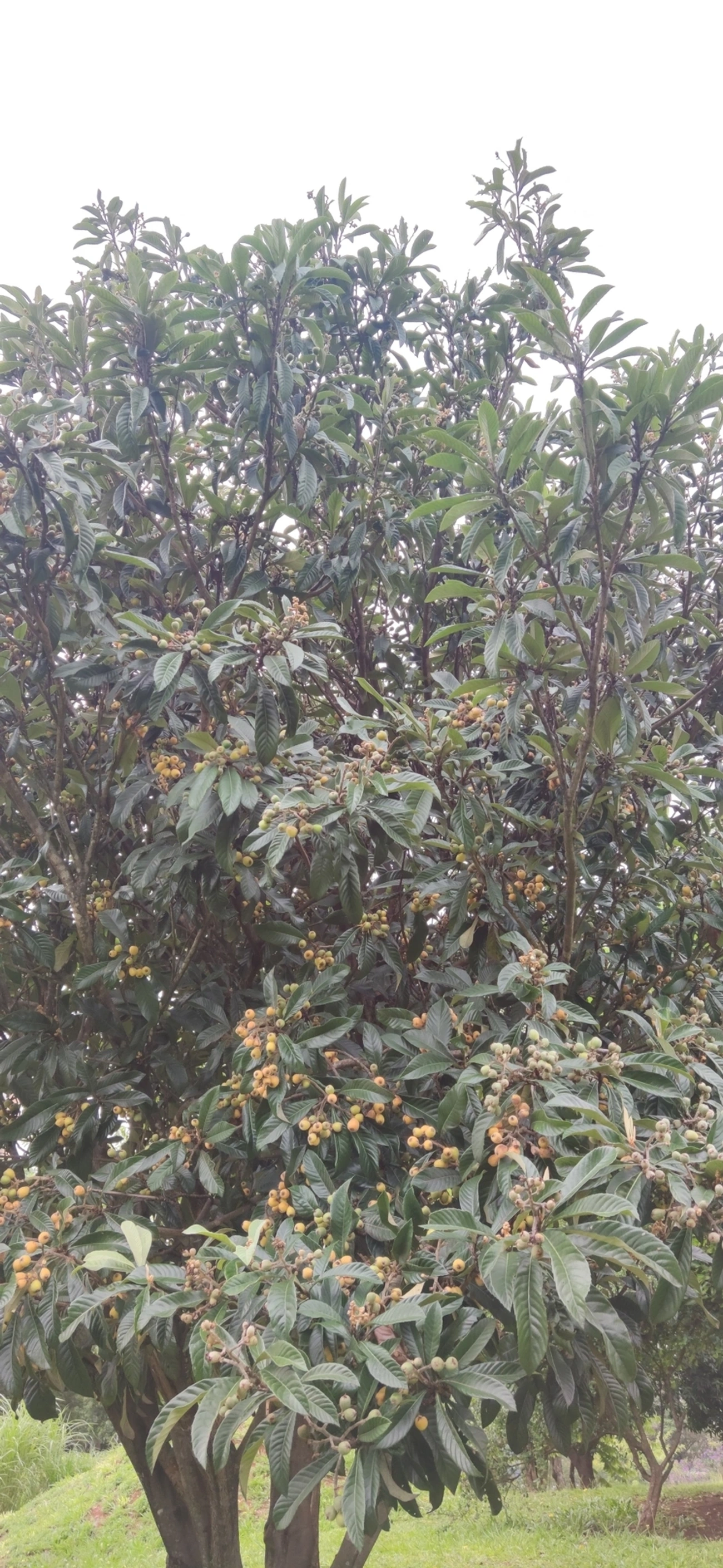 Nêspera (Eriobotrya japonica), plantas, fotografado em Vila Antonina, São Paulo