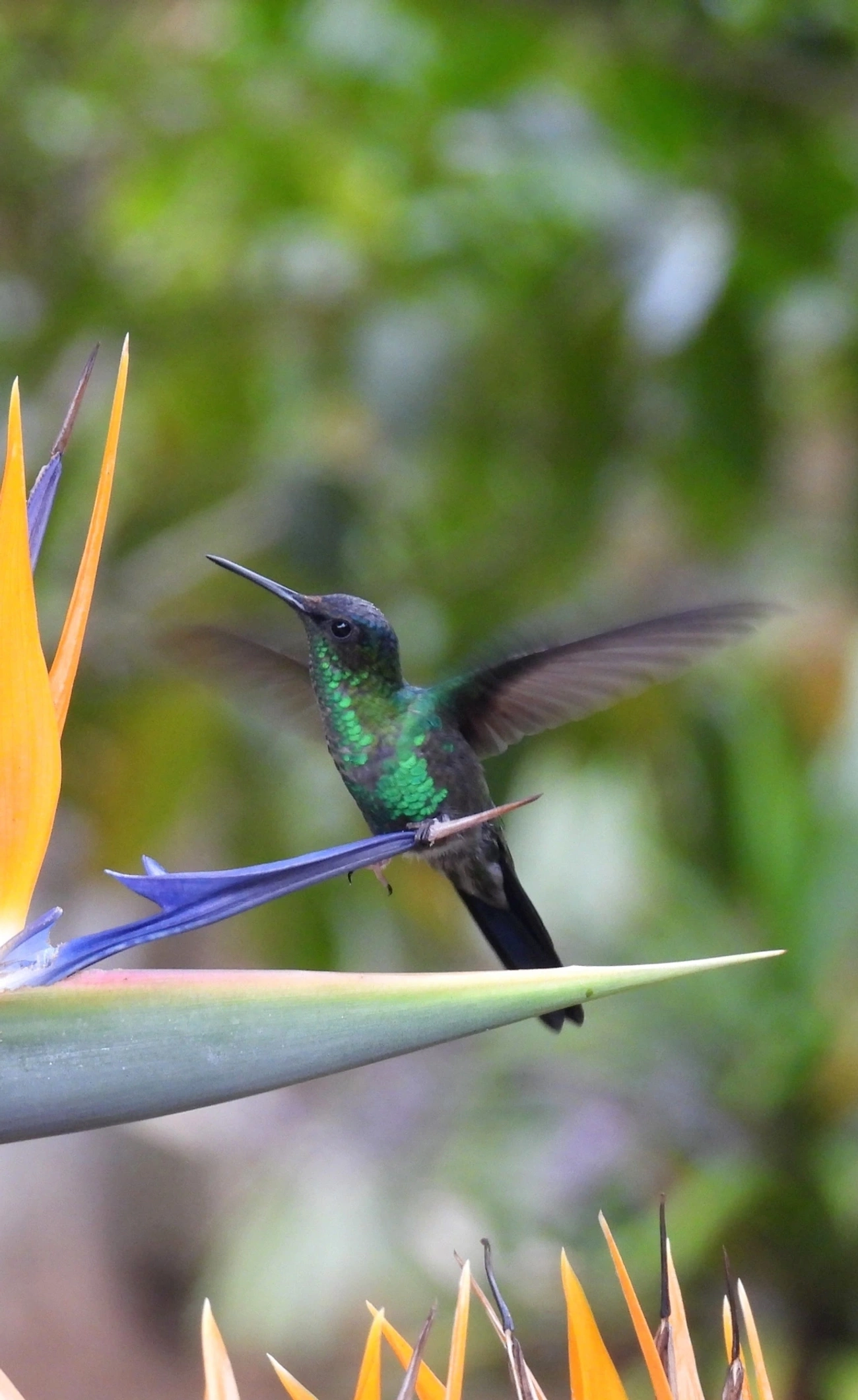 Beija-flor-de-fronte-violeta (Thalurania glaucopis), aves, fotografado em Santa Isabel