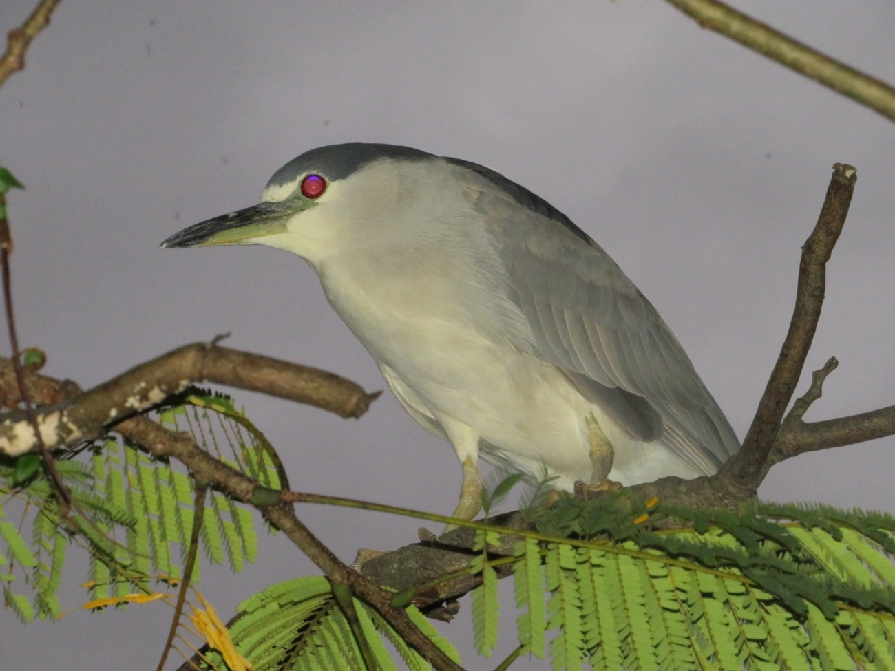 Socó-dorminhoco (Nycticorax nycticorax), aves, fotografado em Caraguatatuba