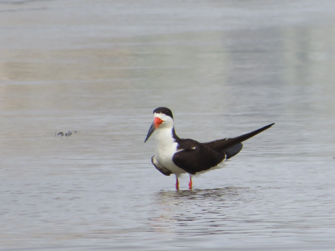 Talha-mar (Rynchops niger), aves, fotografado em Indaiá, Caraguatatuba