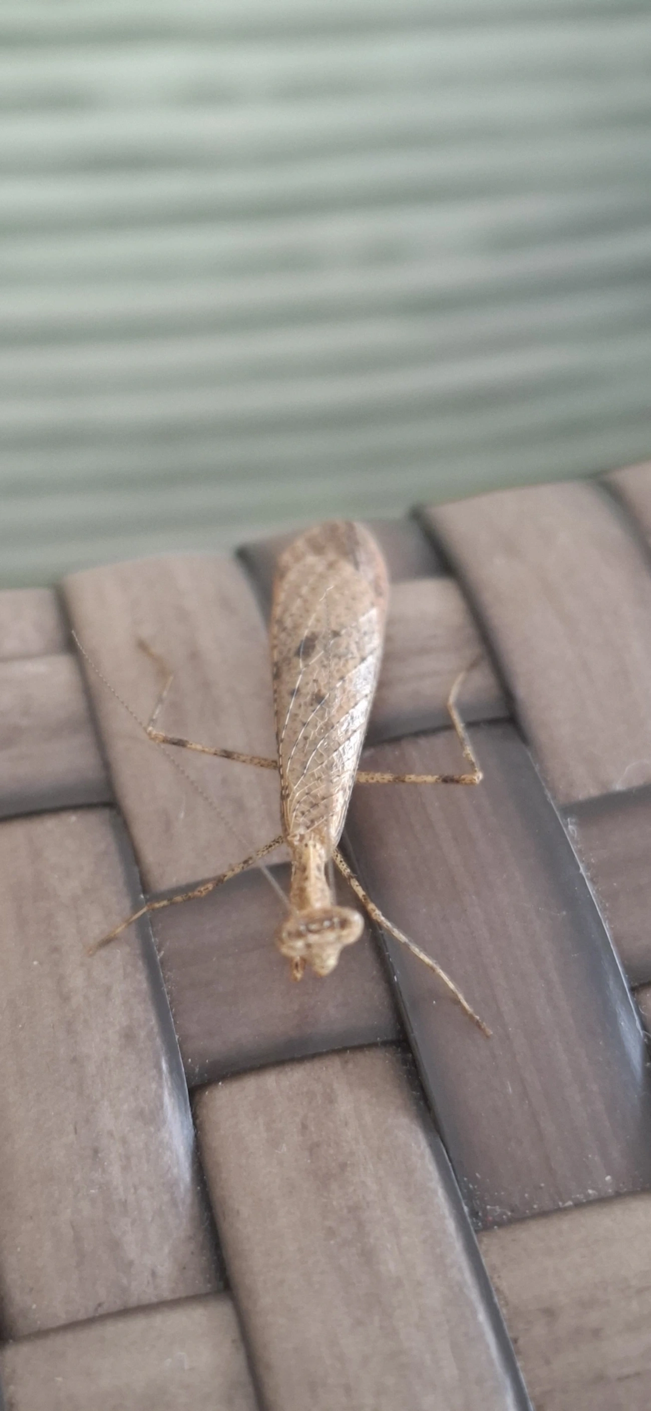 Miobantia, insetos, fotografado em Maresias, São Sebastião