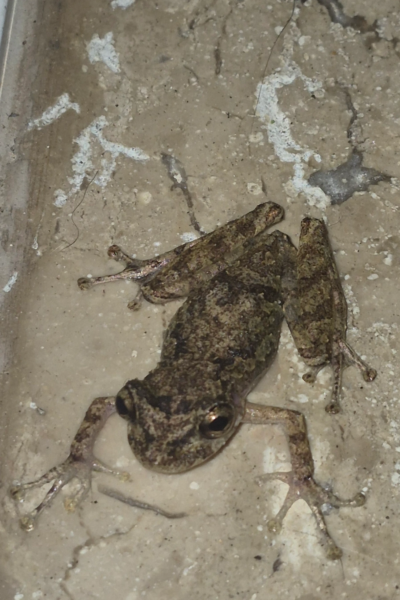 Perereca-do-litoral (Ololygon littoralis), anfíbios, fotografado em Maresias, São Sebastião