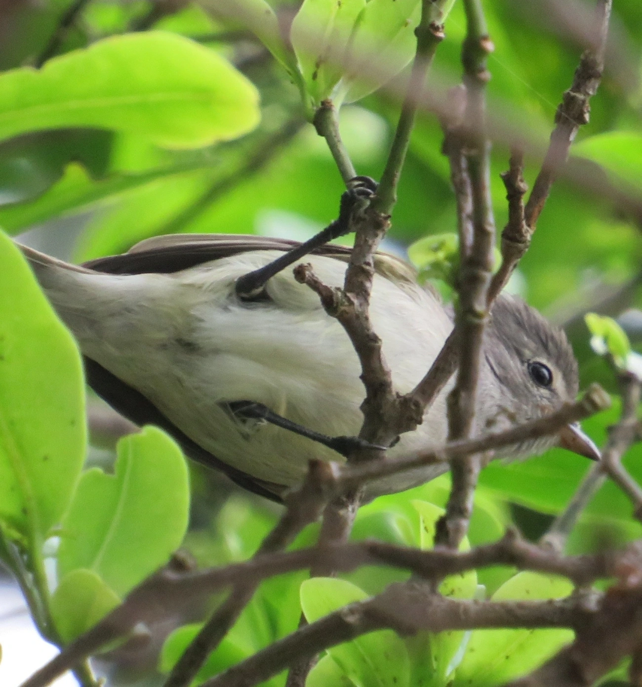 Risadinha (Camptostoma obsoletum), aves, fotografado em Maresias, São Sebastião