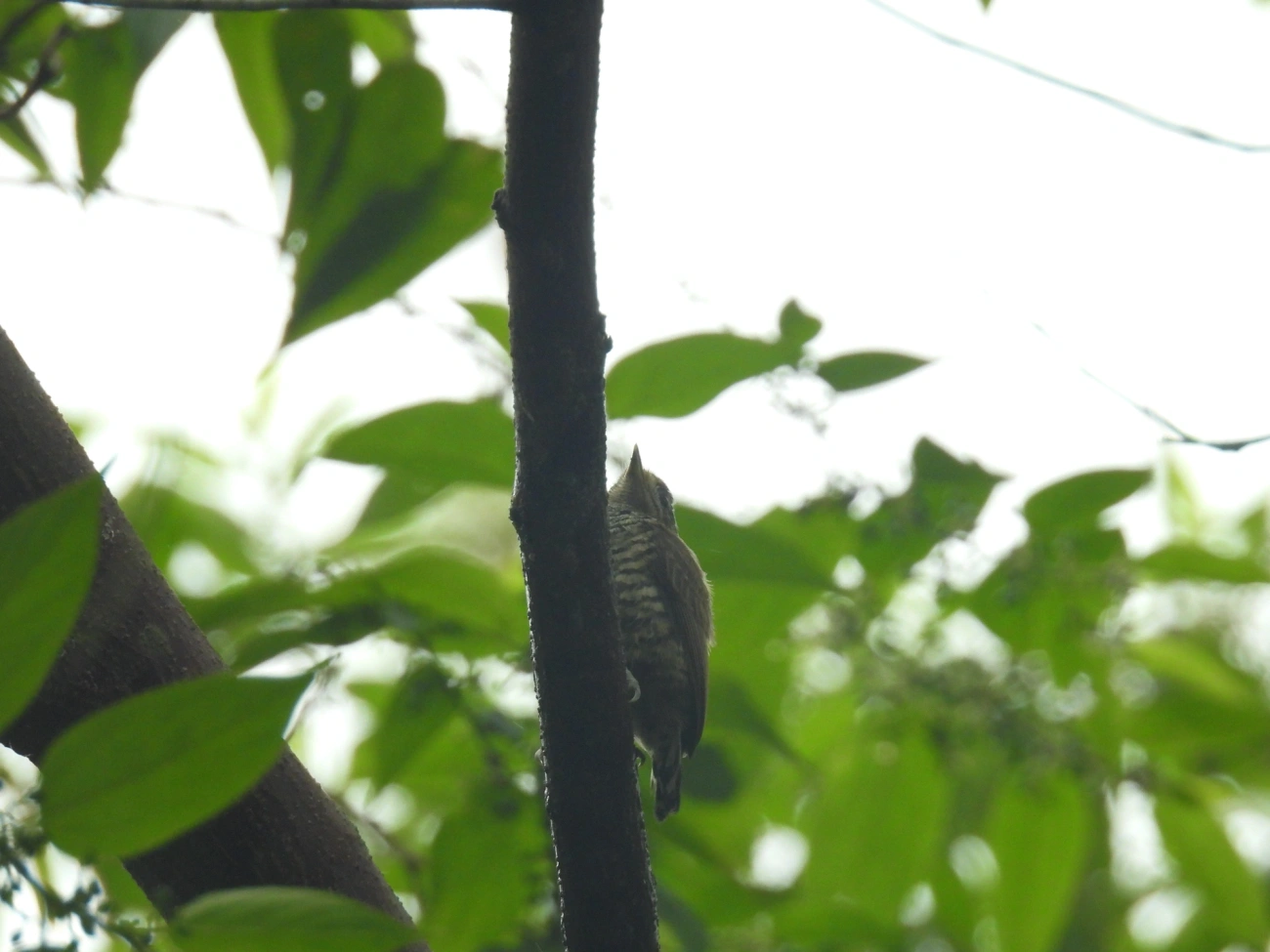 Pica-paus anões (Picumnus), aves, fotografado em Bonete, Ilhabela