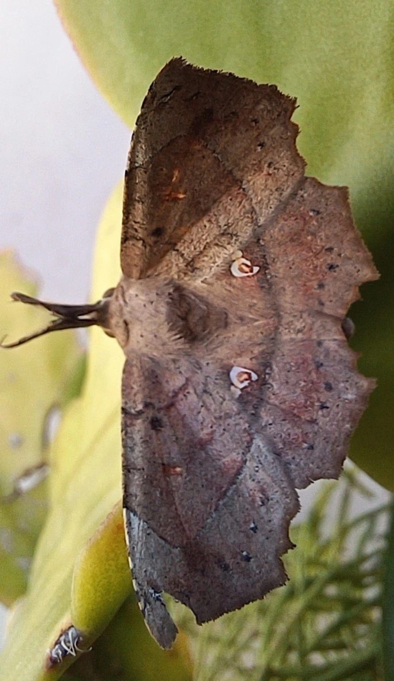 Syllectra, insetos, fotografado em Maresias, São Sebastião