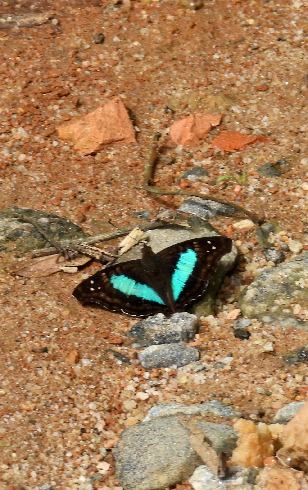 Mal Casados (Doxocopa laurentia), insetos, fotografado em Queluz