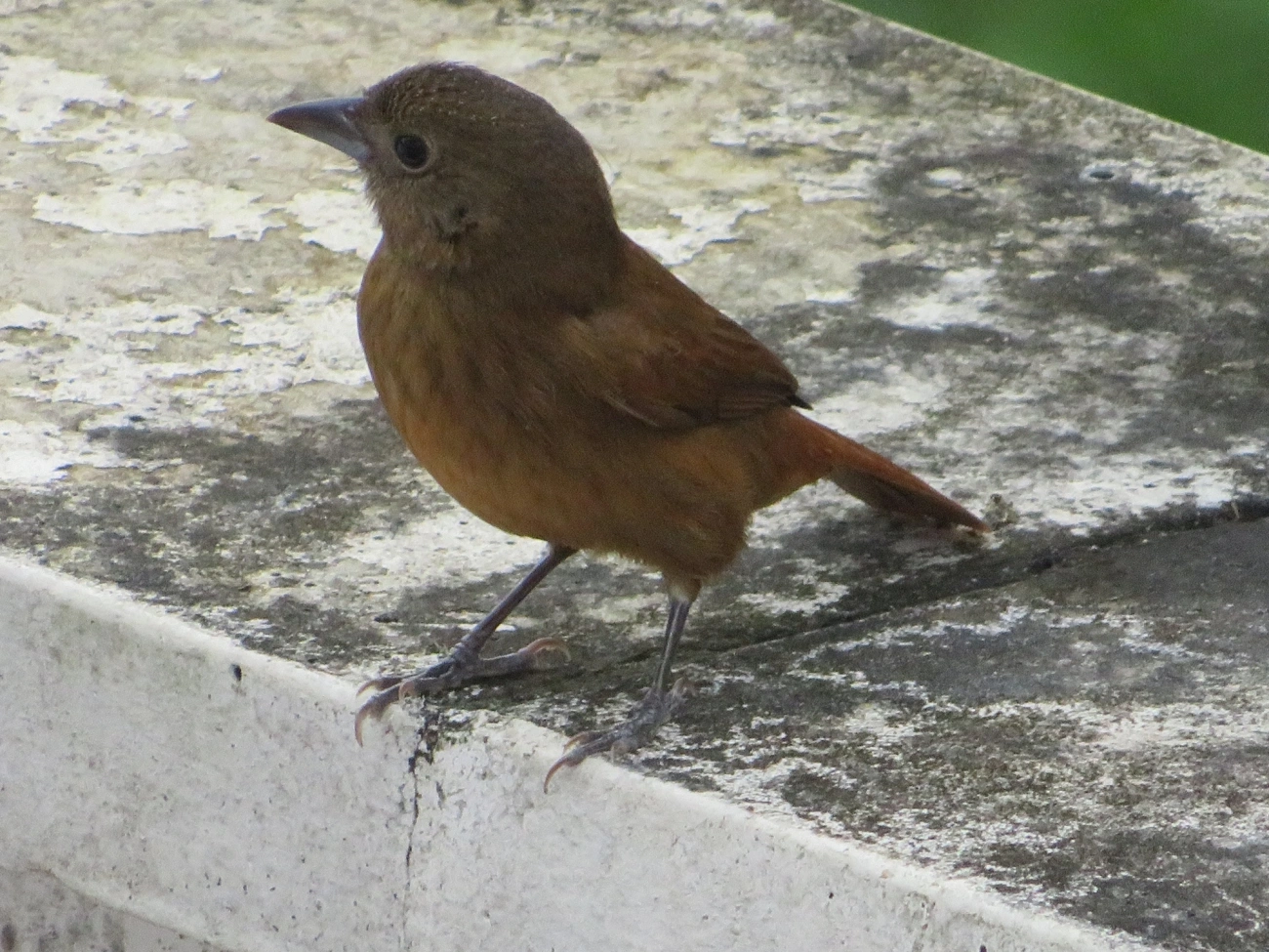Tiê-preto (Tachyphonus coronatus), aves, fotografado em Maresias, São Sebastião