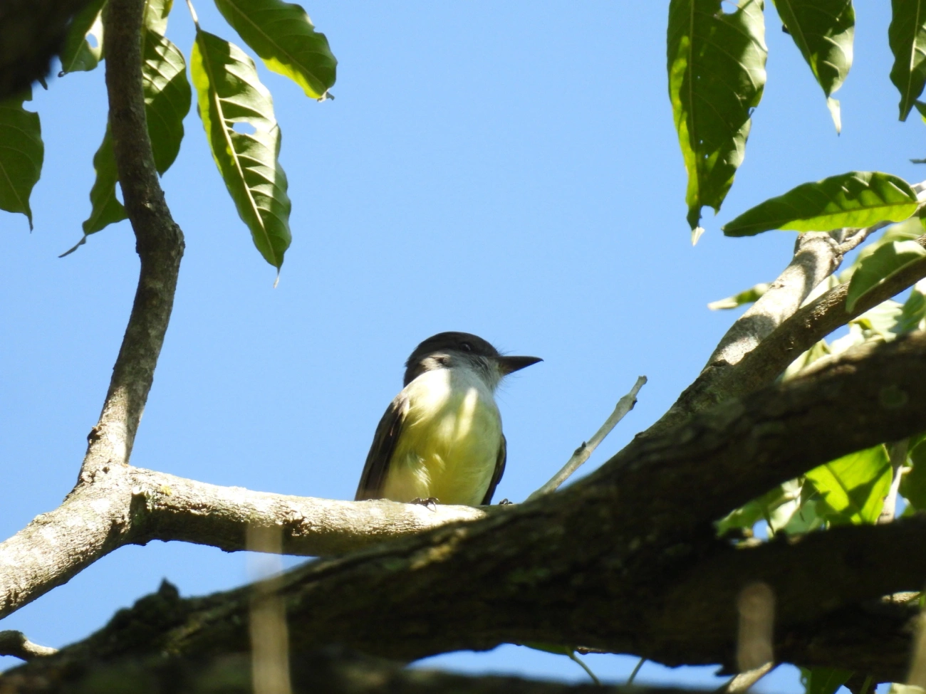 Marias-Cavaleiras e Afins (Myiarchus), aves, fotografado em Resende