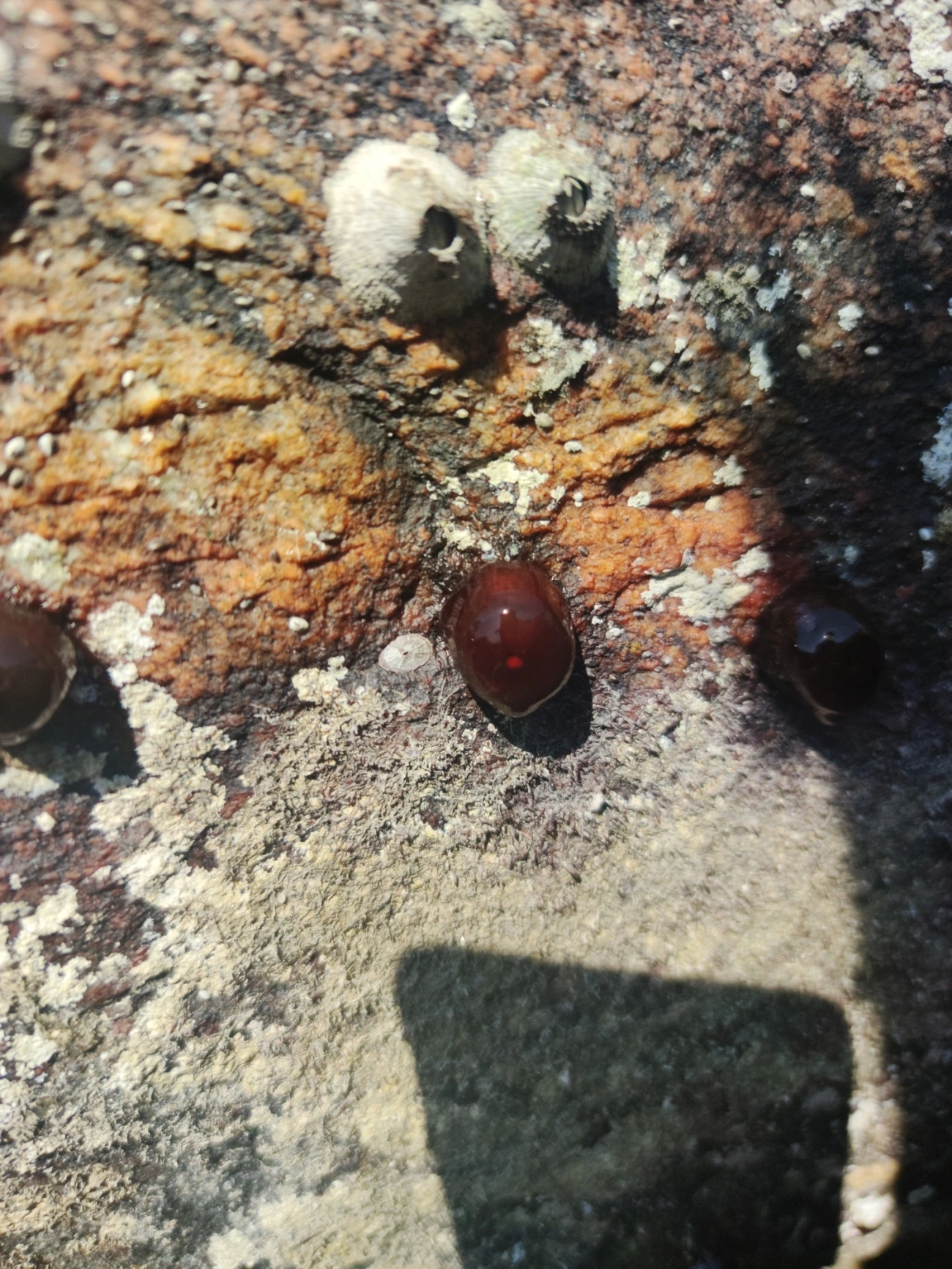 Anêmona-das-Bermudas (Actinia bermudensis), cnidários, fotografado em Maresias, São Sebastião