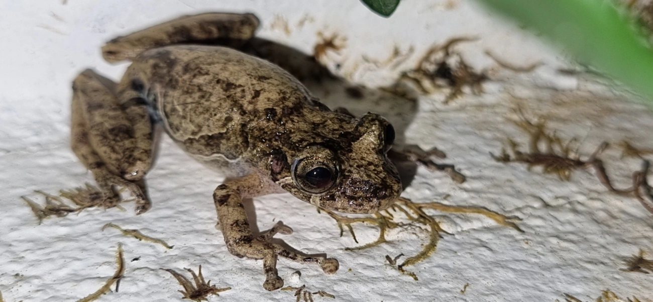 Scinax, anfíbios, fotografado em Maresias, São Sebastião