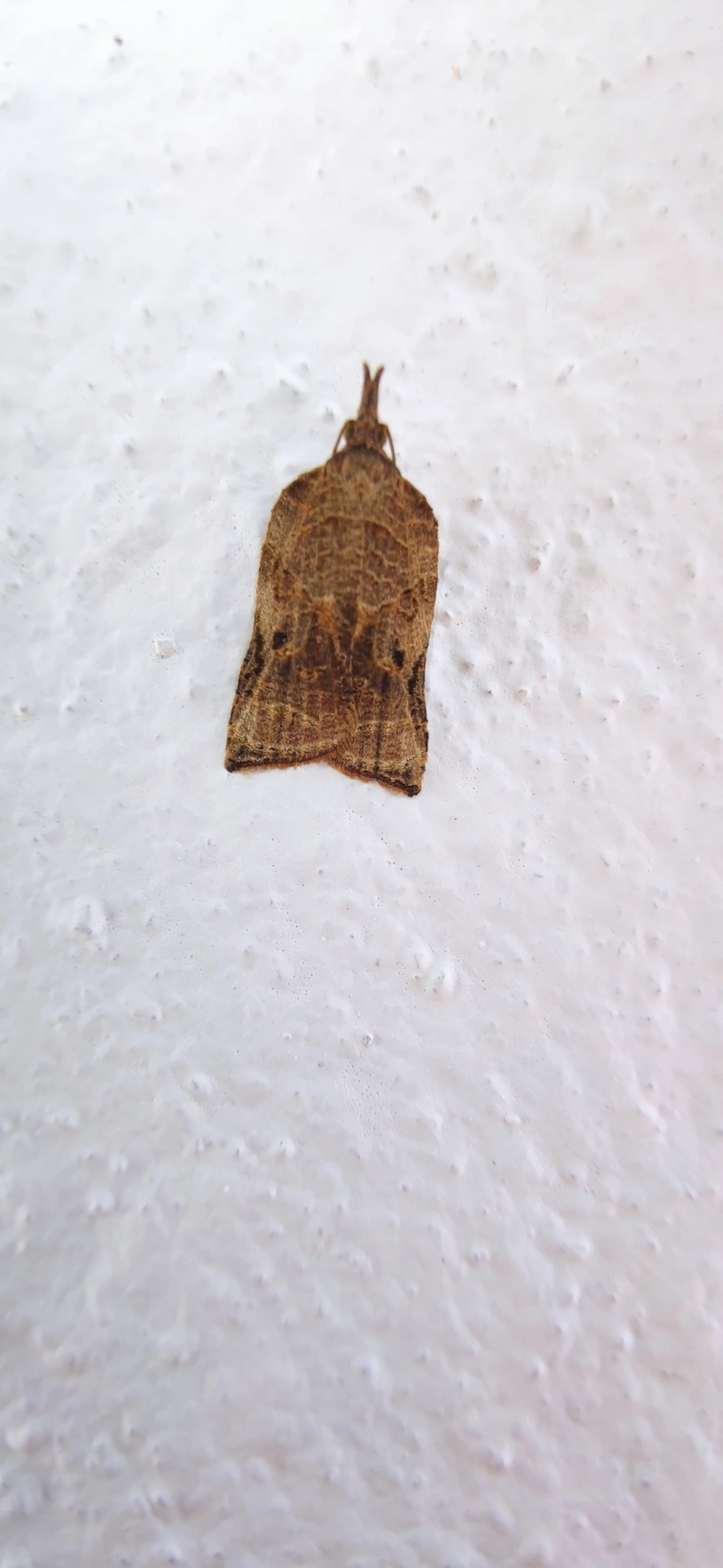 Platynota, insetos, fotografado em Maresias, São Sebastião