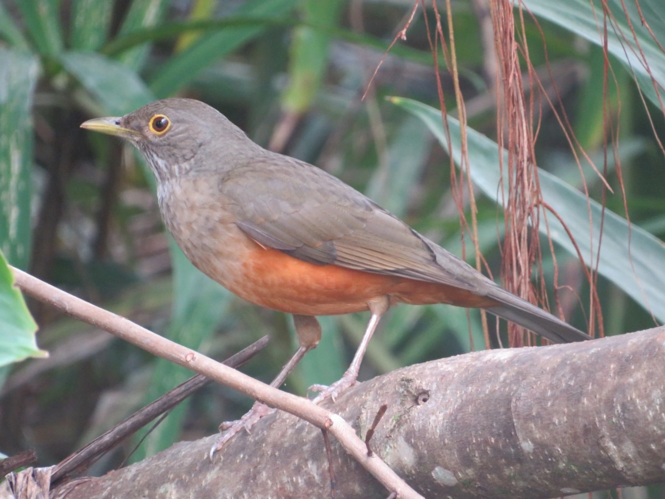 Sabiá-laranjeira (Turdus rufiventris), aves, fotografado em Maresias, São Sebastião
