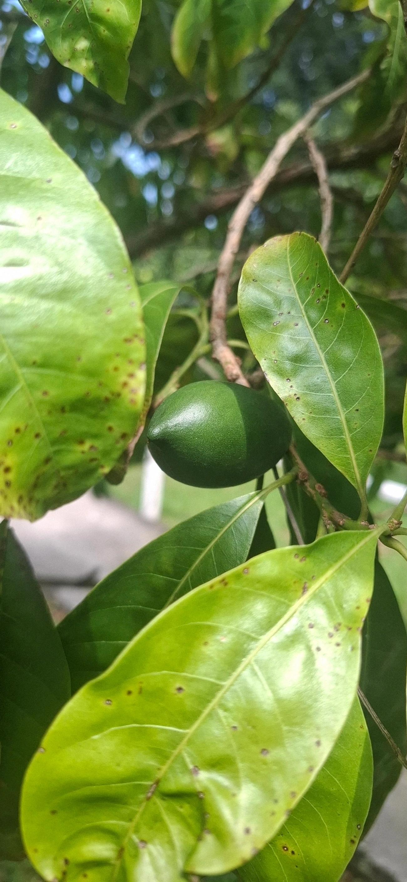 Abiu (Pouteria caimito), plantas, fotografado em Porto Novo, Caraguatatuba