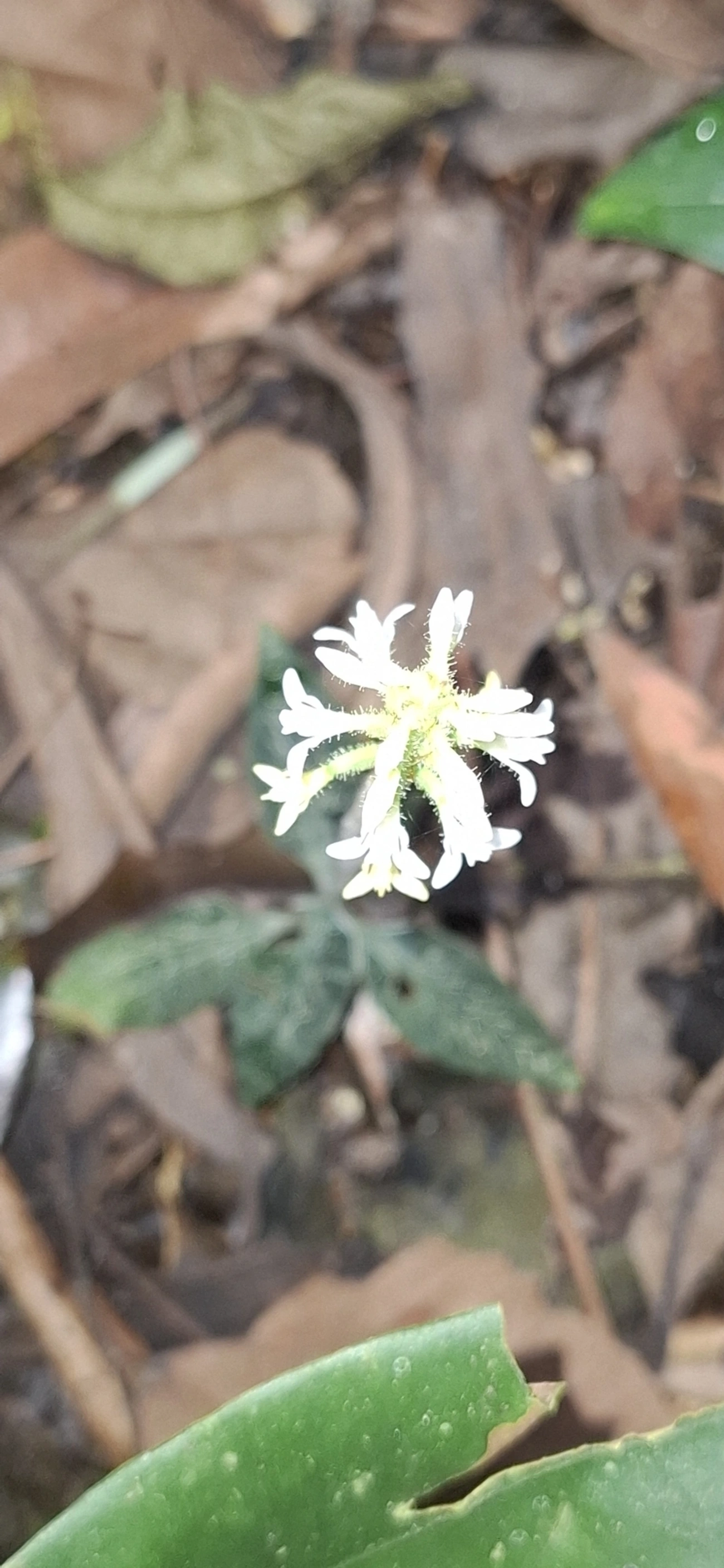 Plantas (Plantae), plantas, fotografado em Maresias, São Sebastião