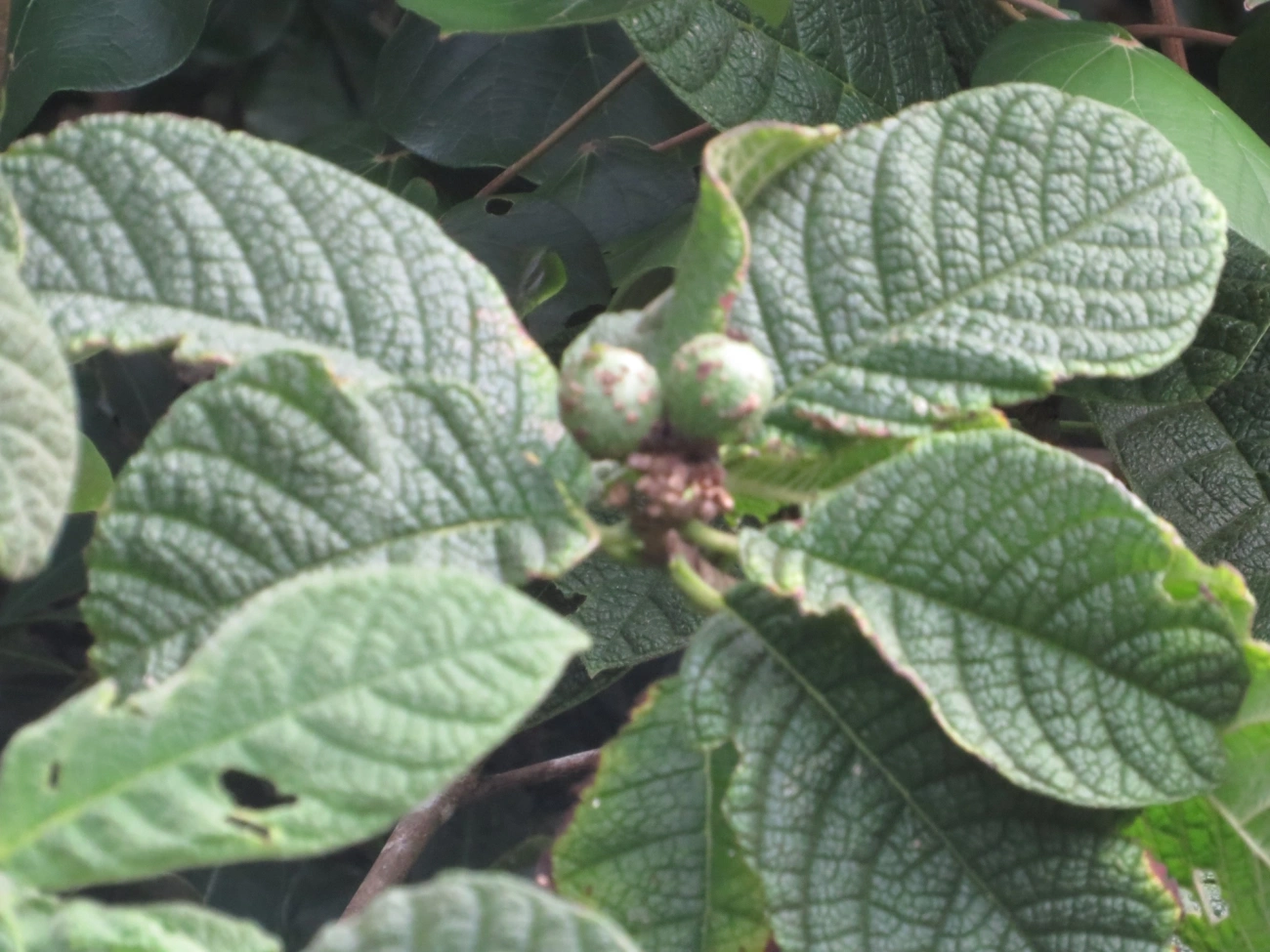 Goiabas (Psidium), plantas, fotografado em Maresias, São Sebastião