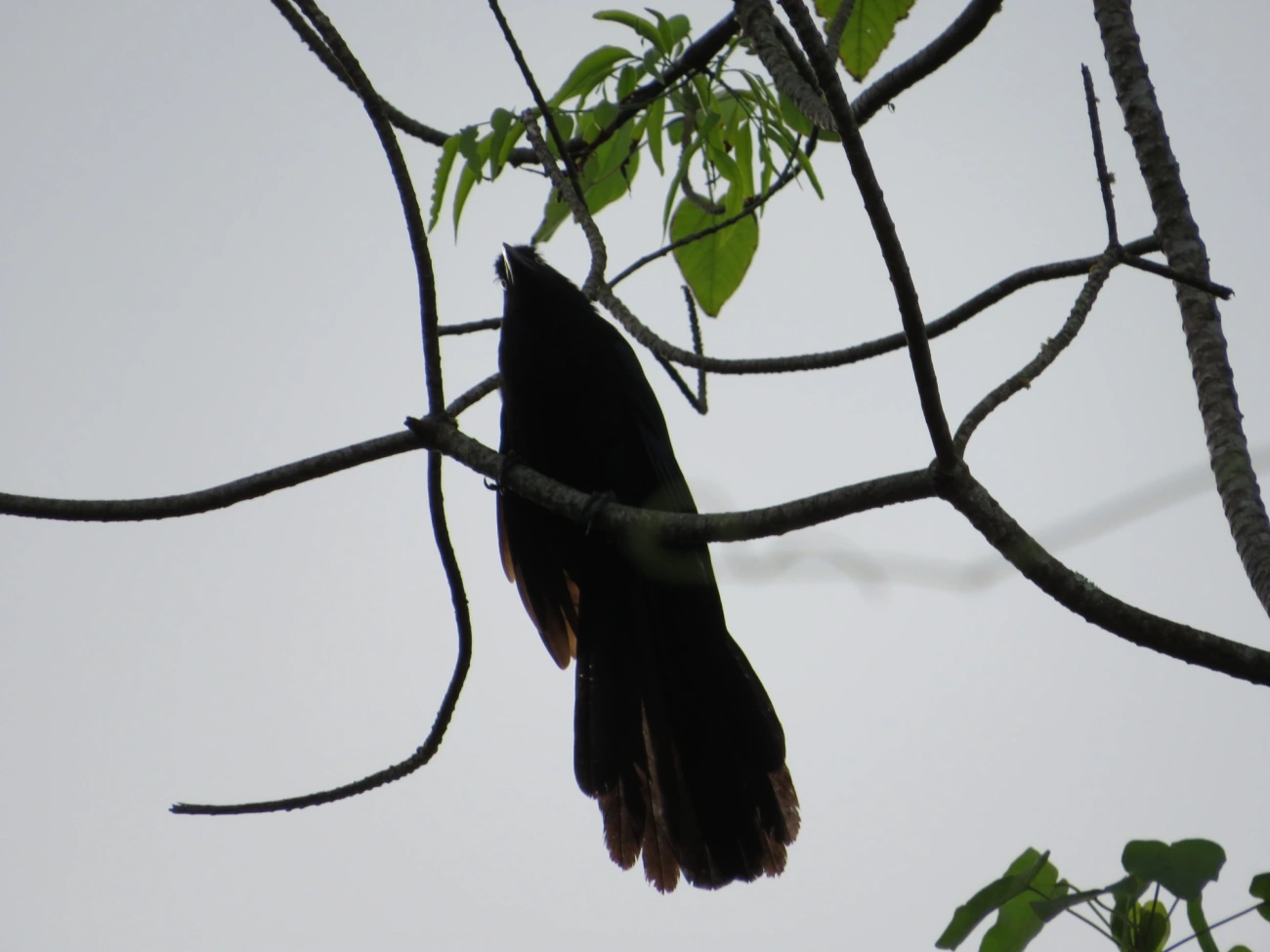 Anu-coroca (Crotophaga major), aves, fotografado em Maresias, São Sebastião