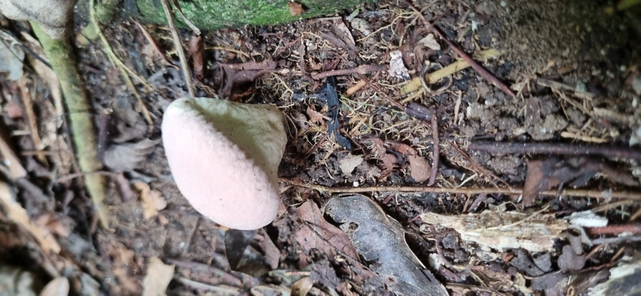 Lycoperdaceae, fungos, fotografado em Maresias, São Sebastião